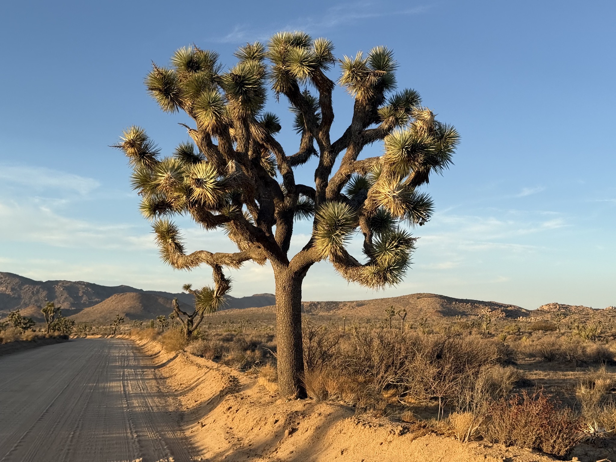 Joshua trees