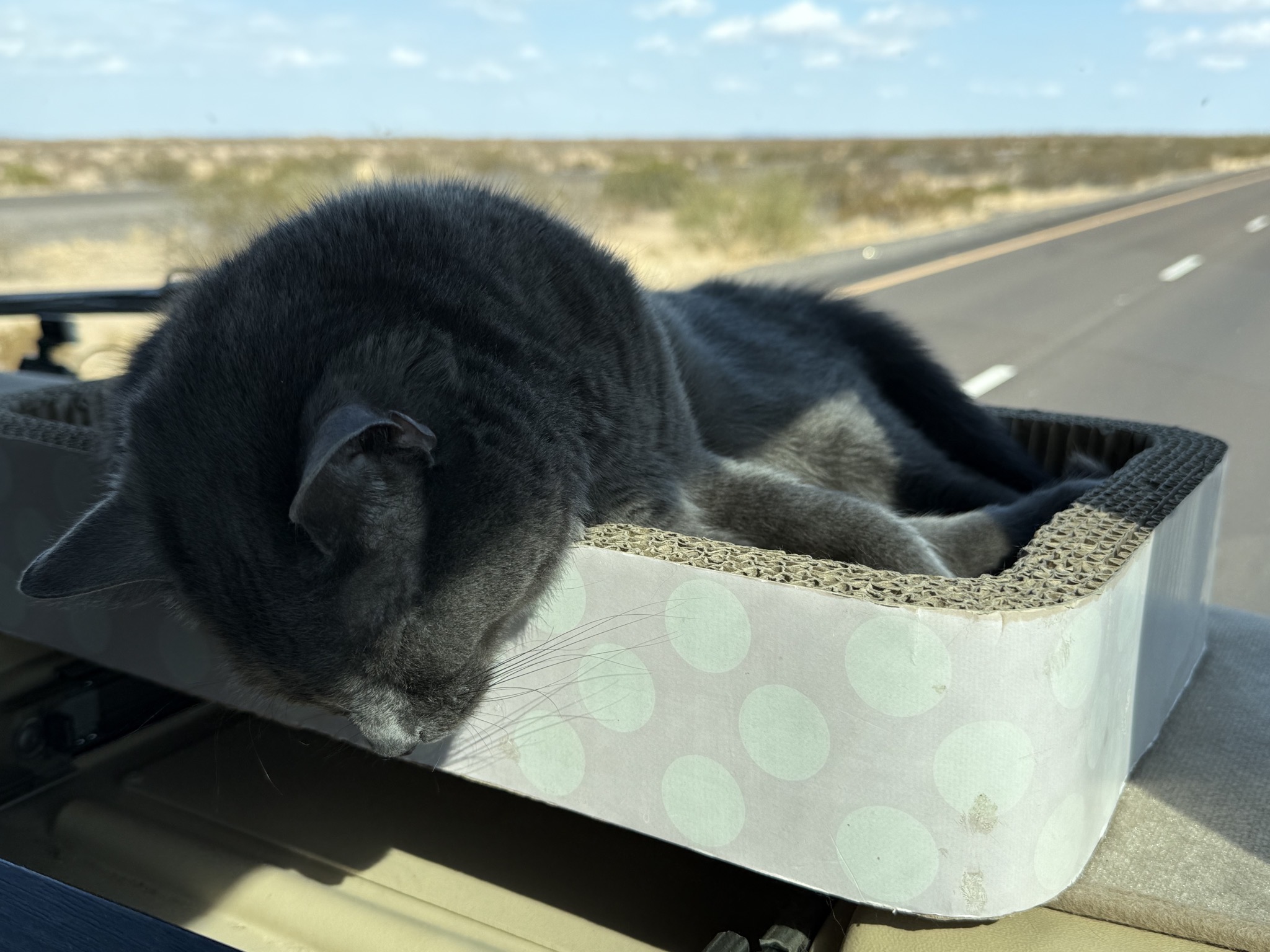 Paladin in his dash bed on the freeway
