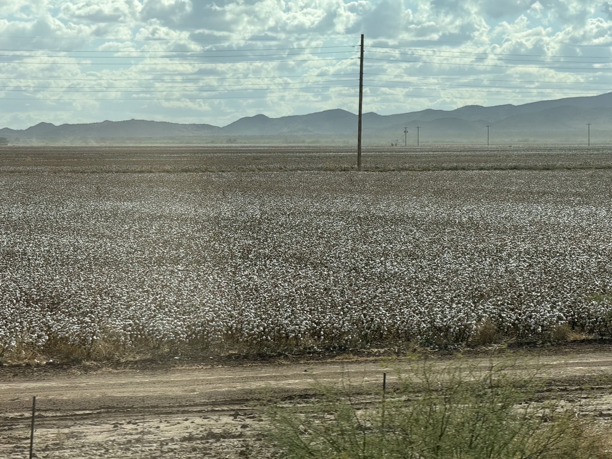 Cotton field