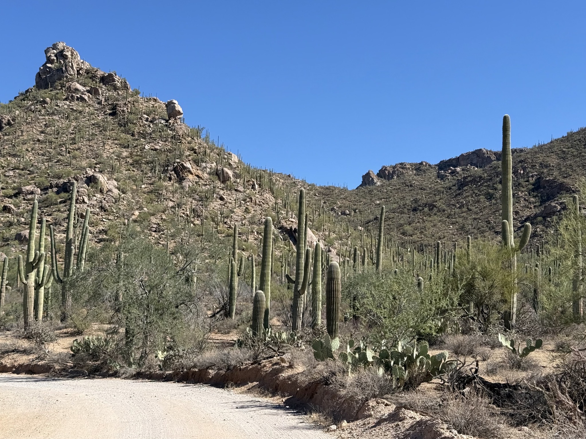 Dirt road and saguaros