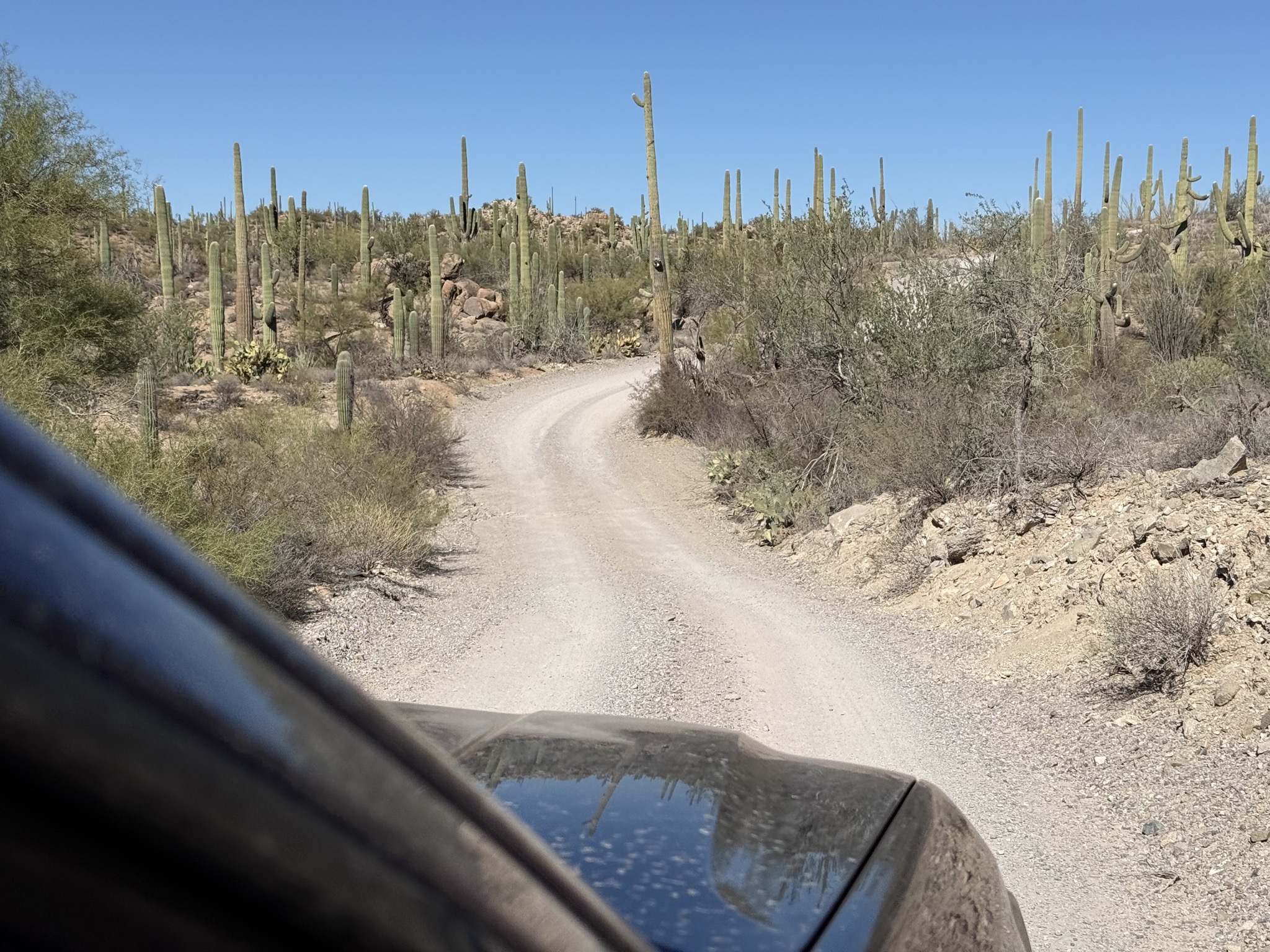Dirt road and saguaros