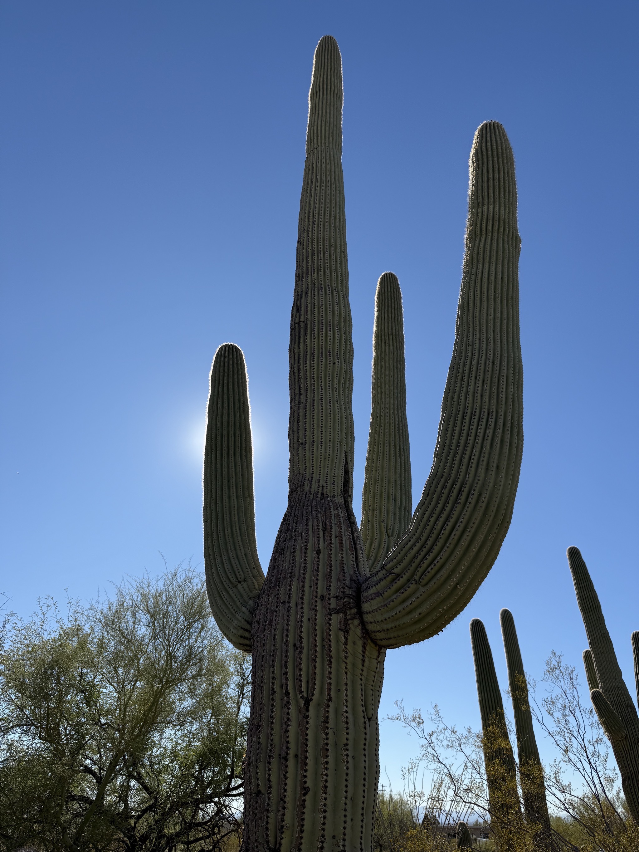 Saguaros