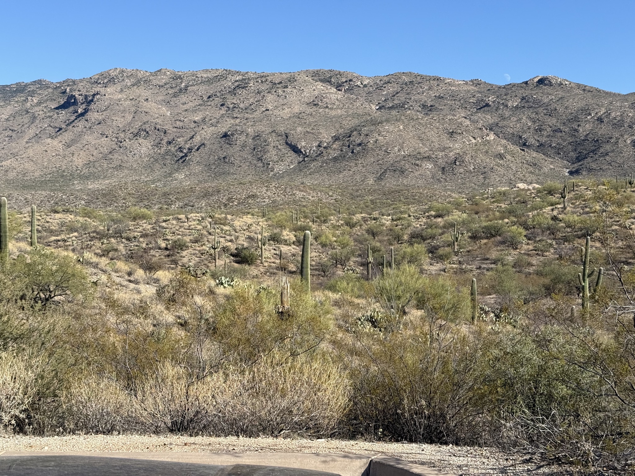 Saguaros