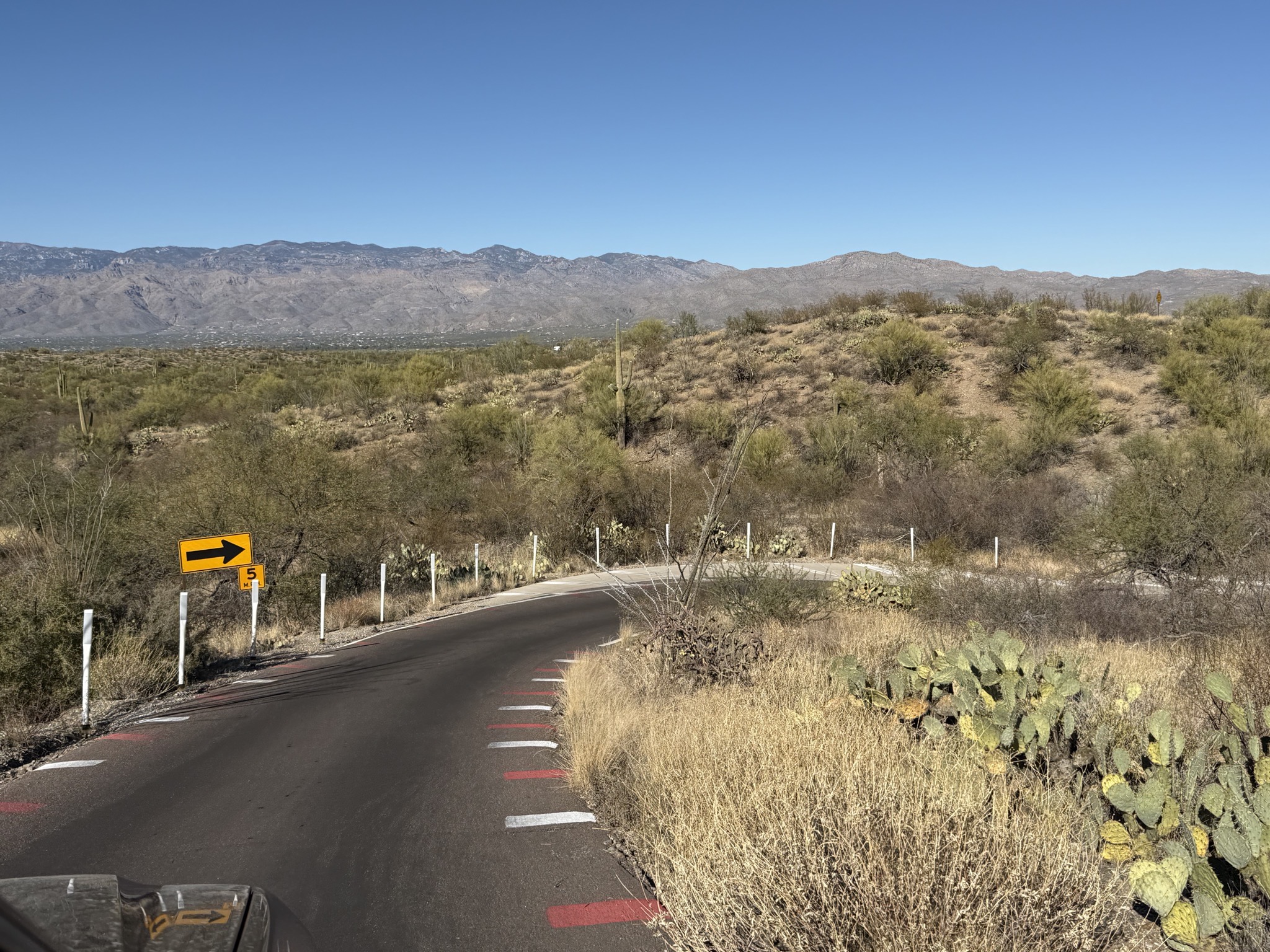 Saguaros