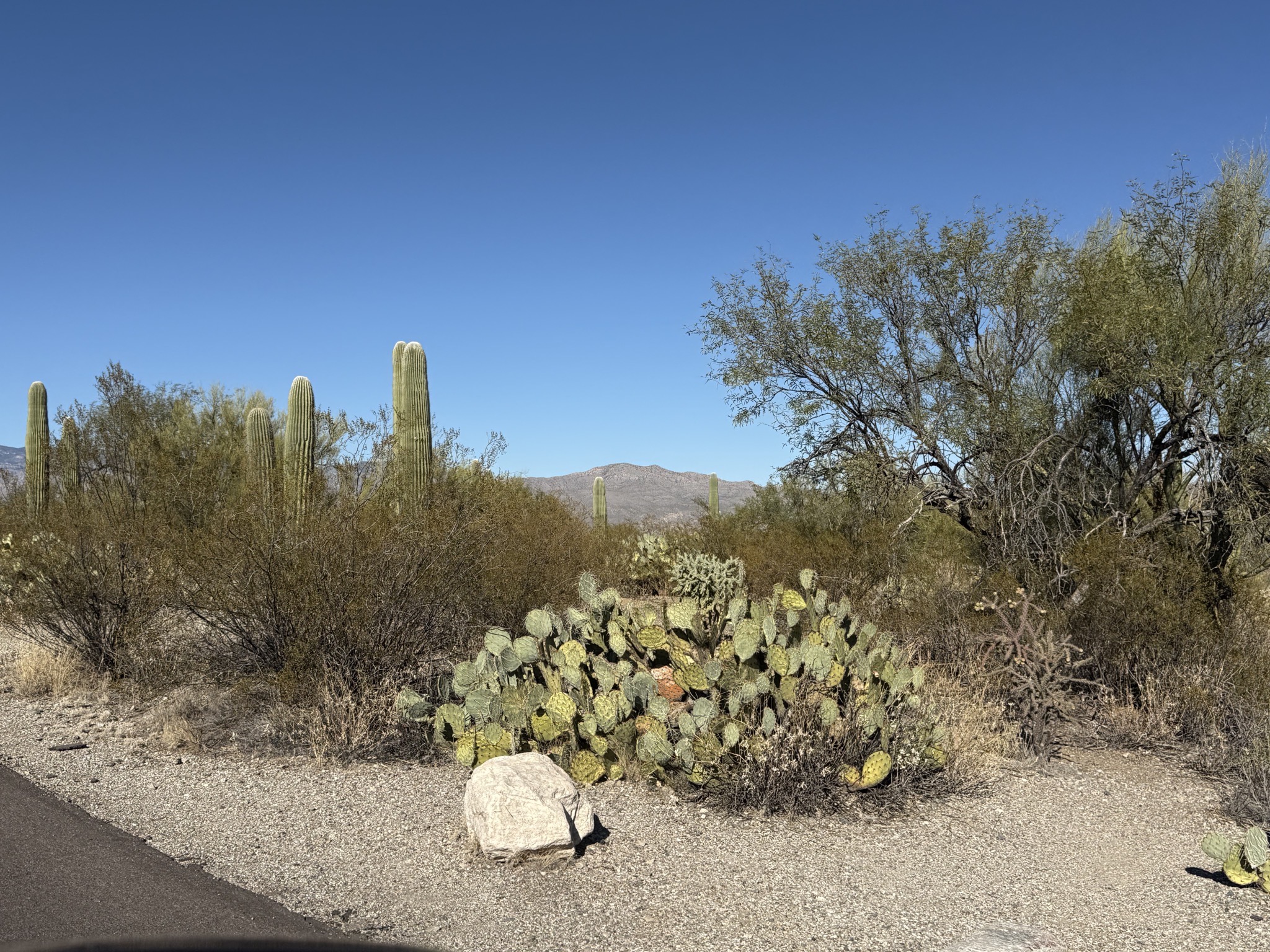 Saguaros