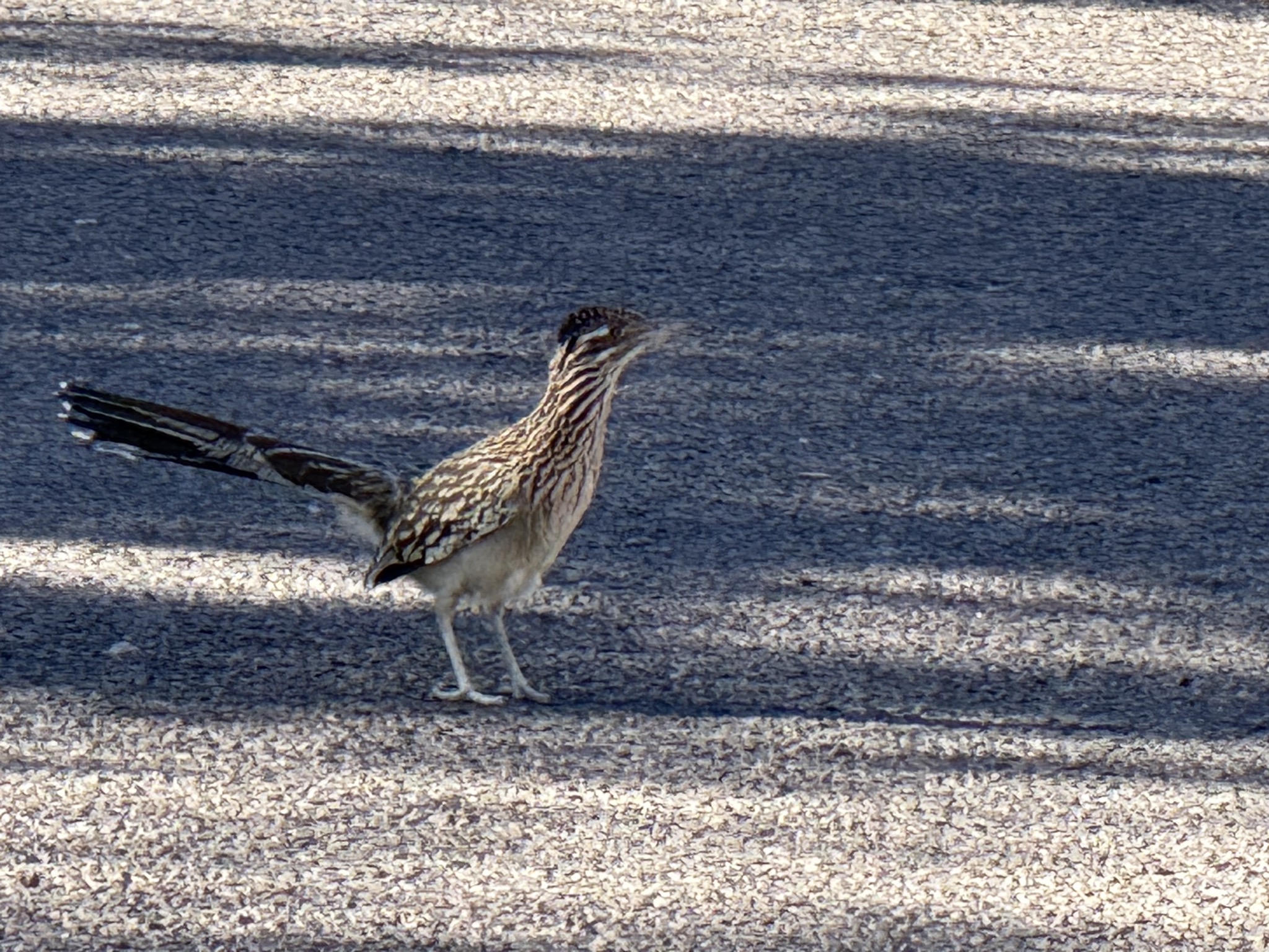 Roadrunner on the road
