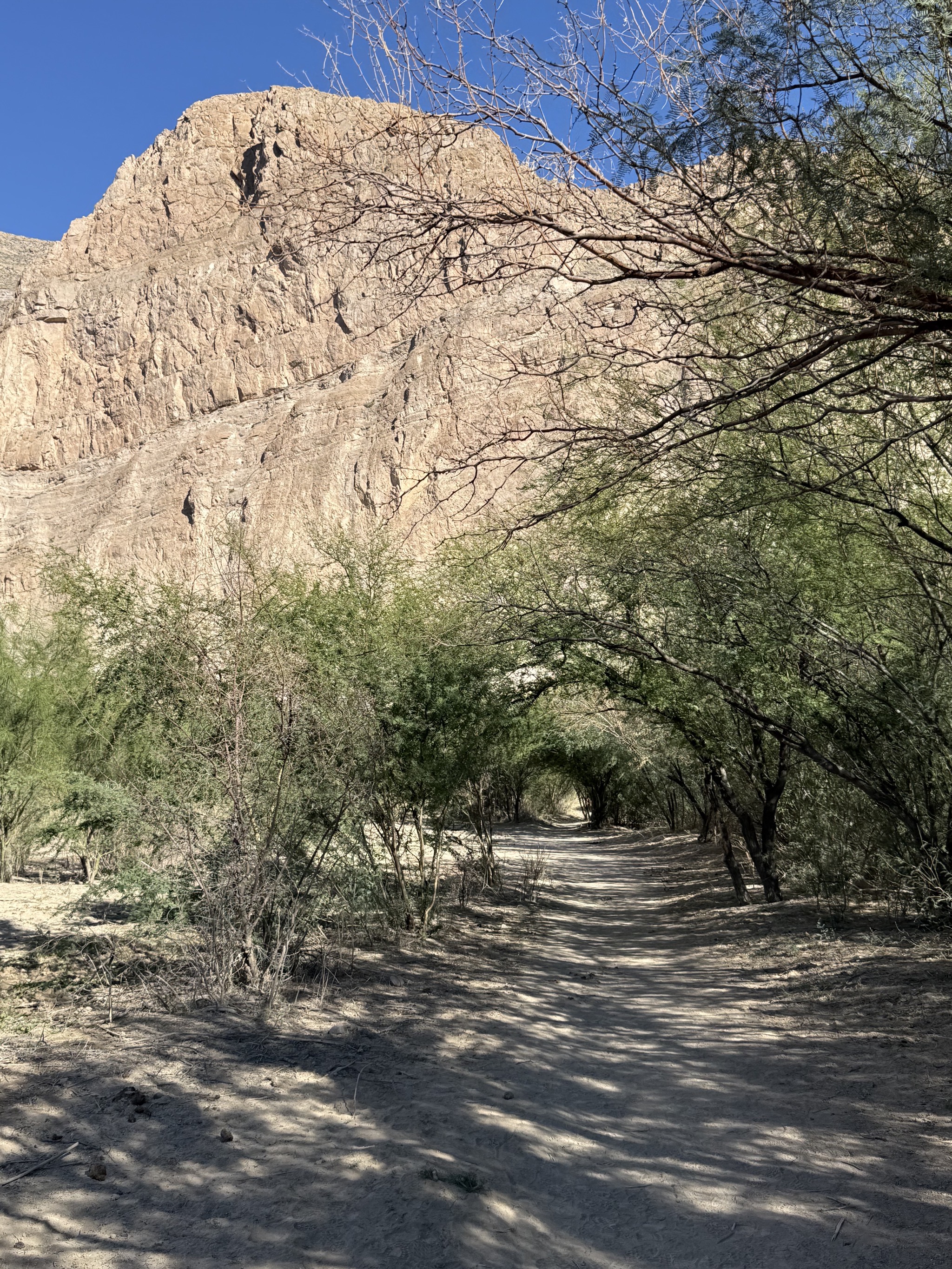 Shady tunnel of trees
