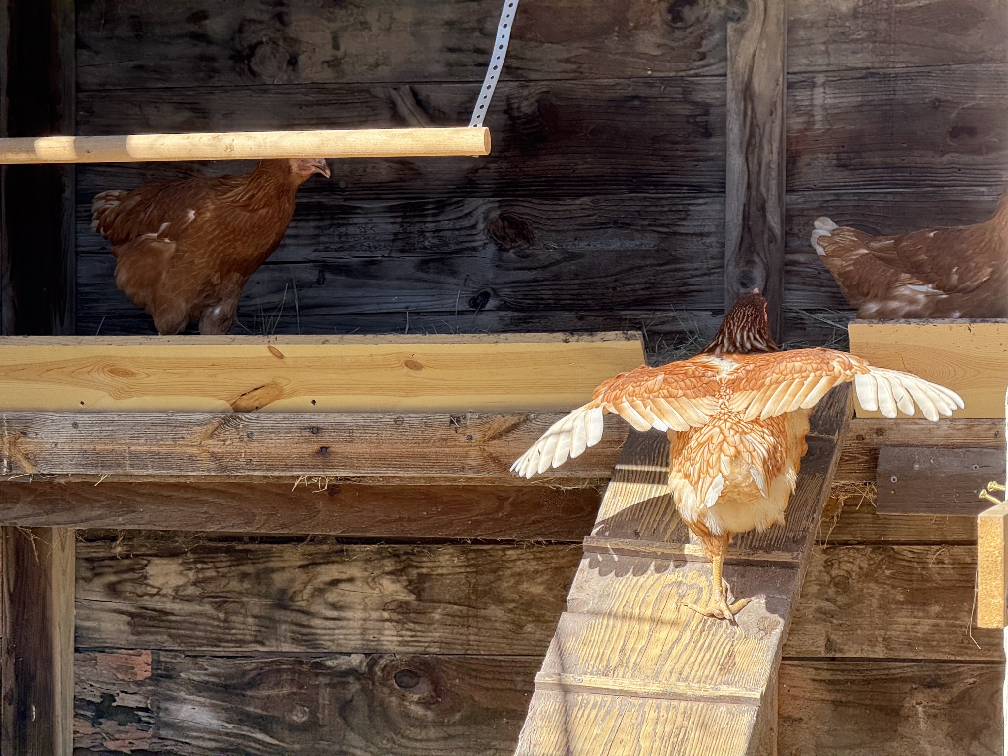 Chicken coop