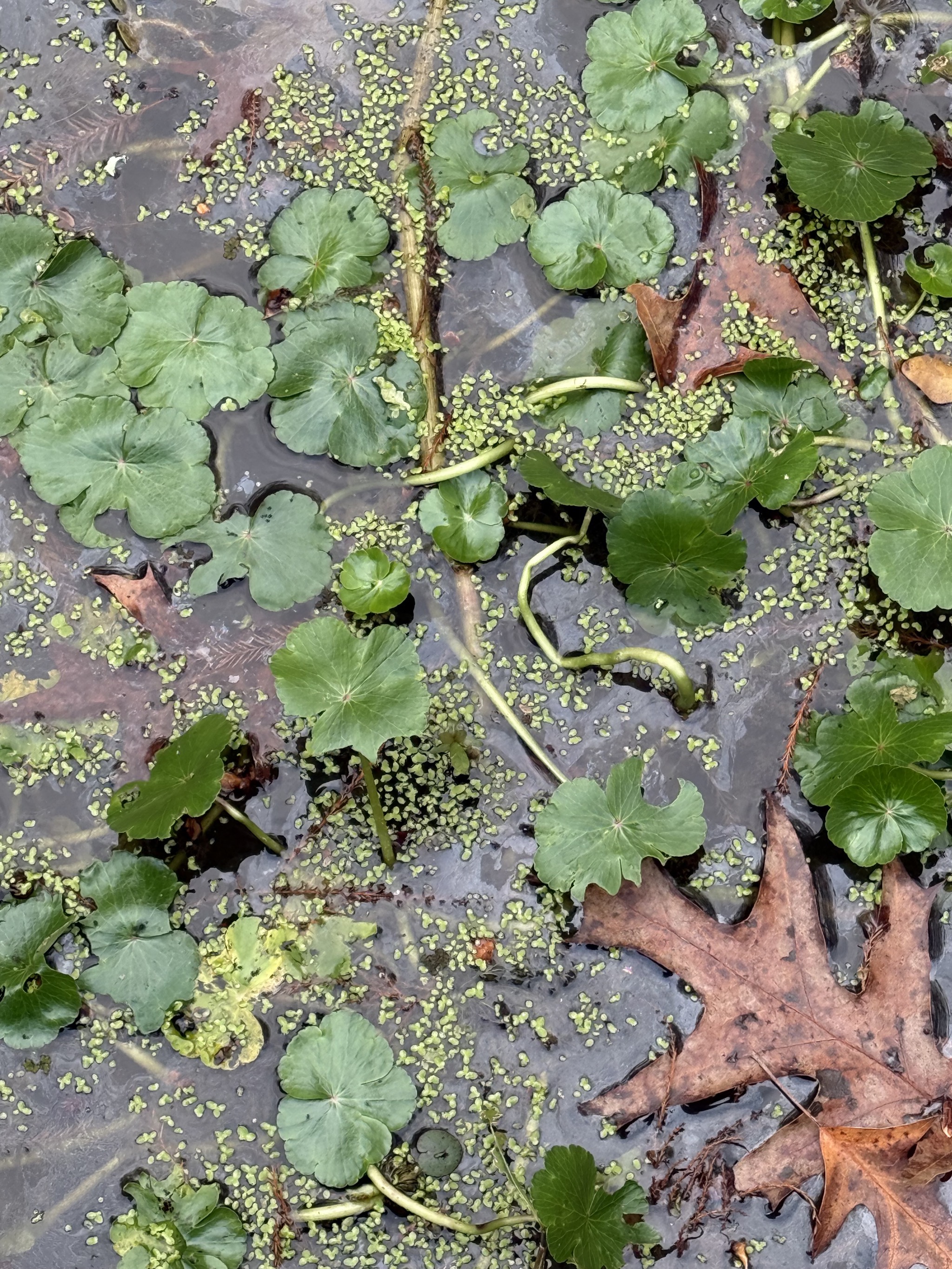 Floating vegetation