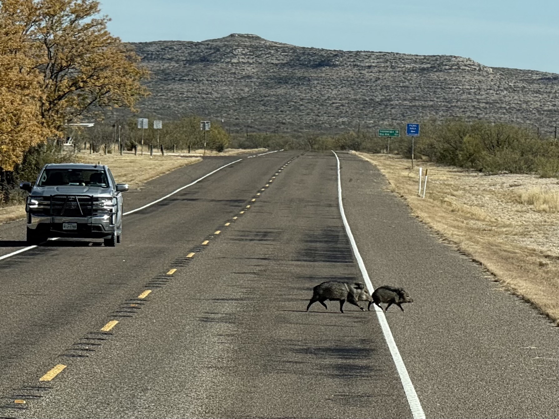 Javelinas crossing the road