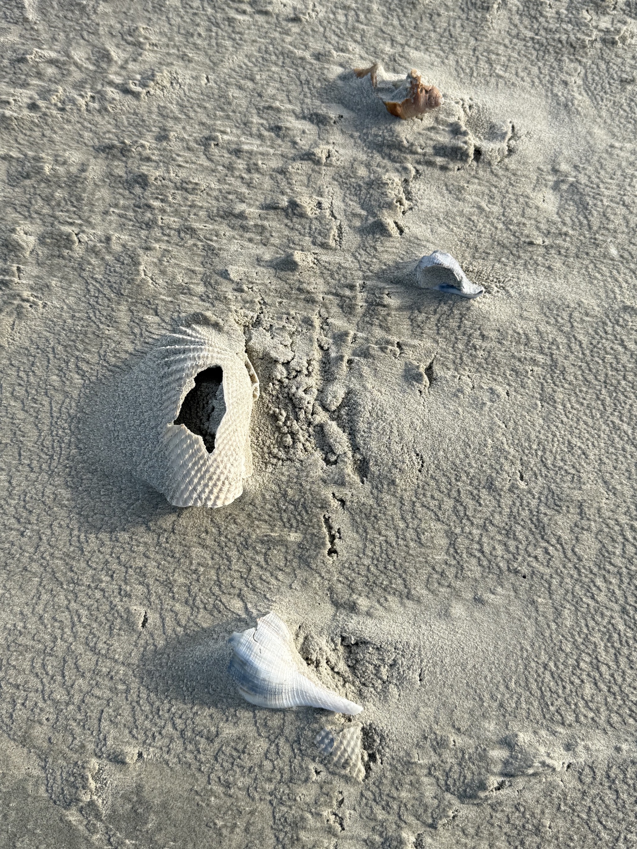 Shells