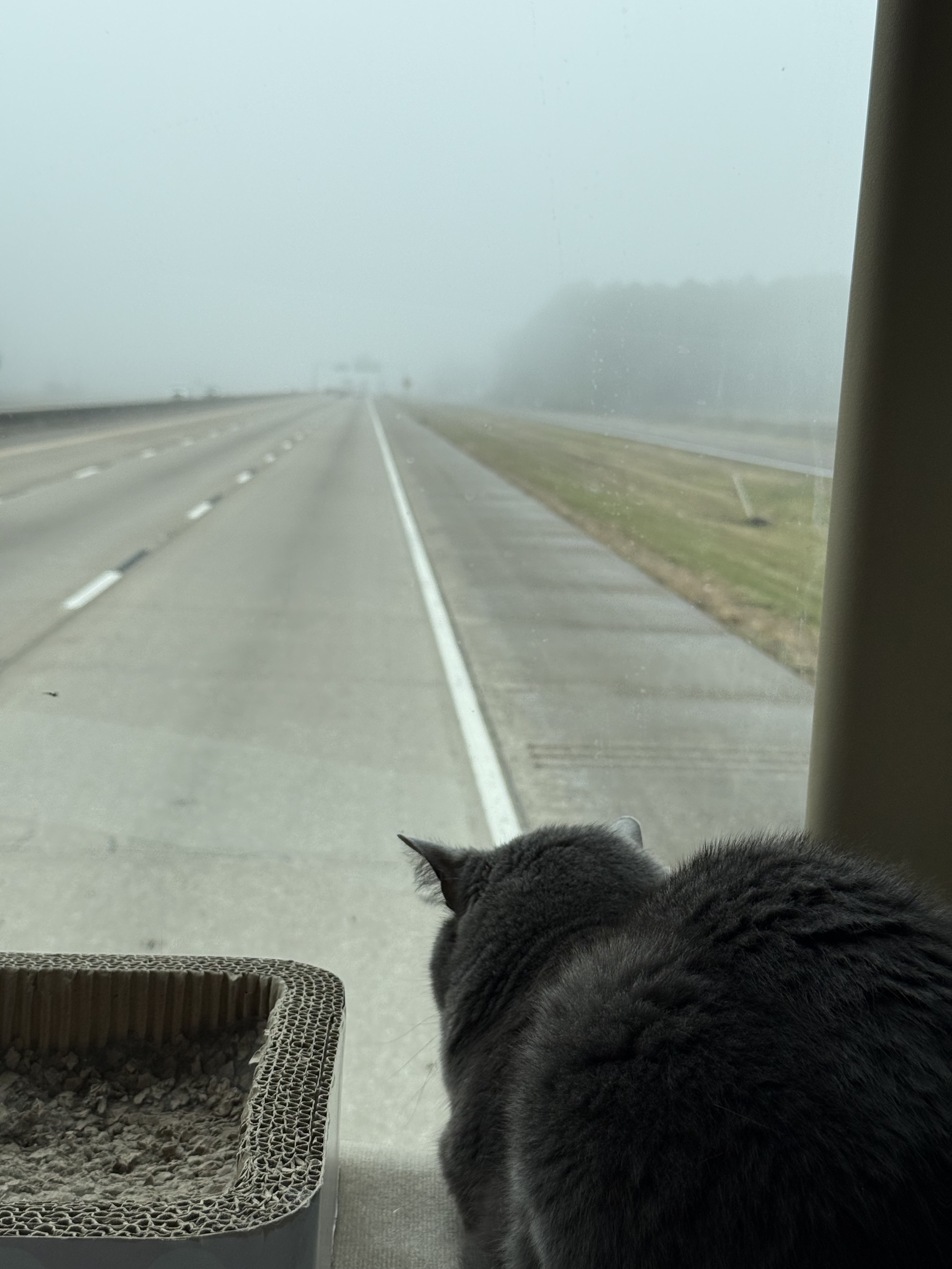 Paladin on the dash