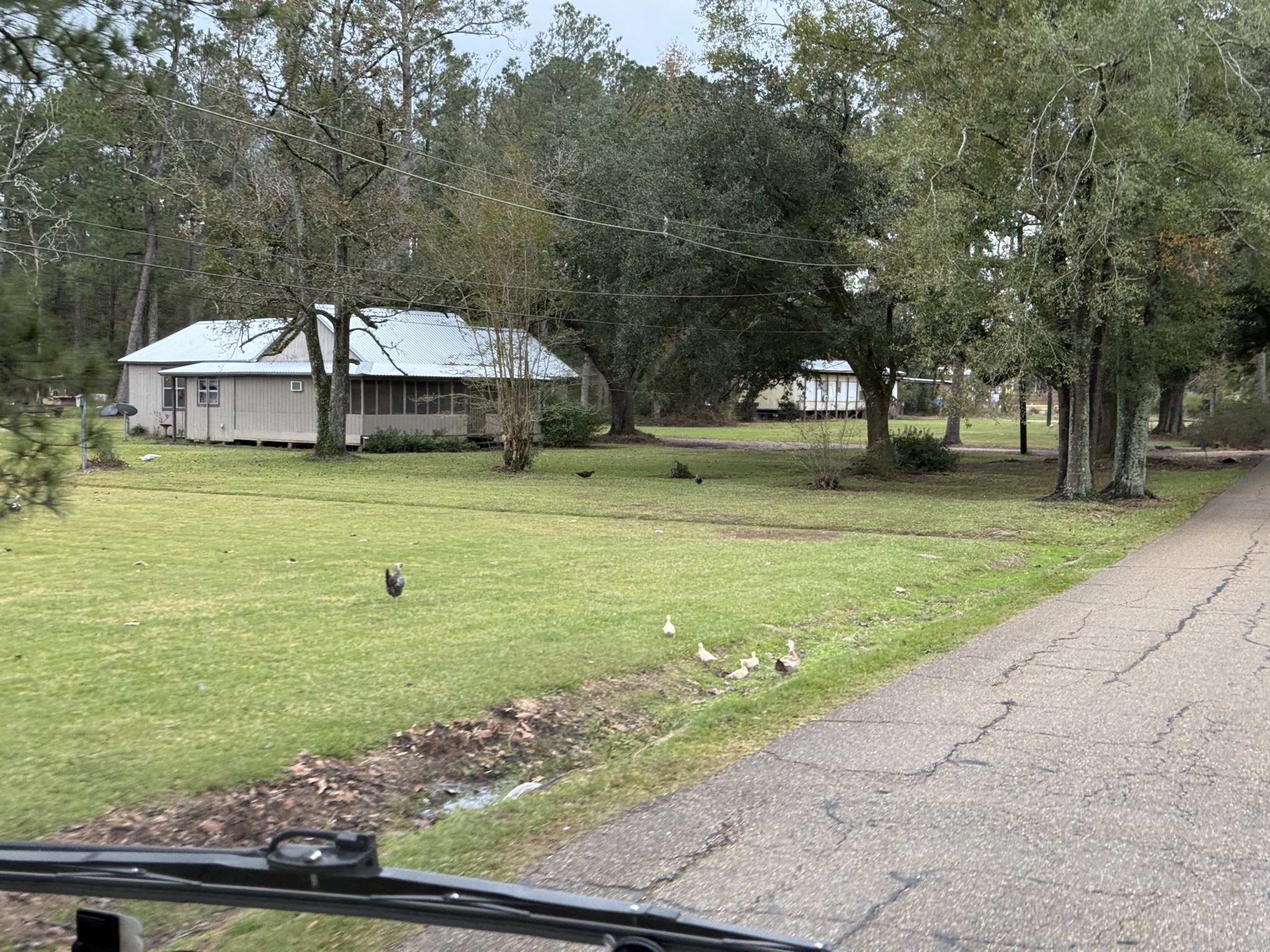 Freerange chickens and ducks