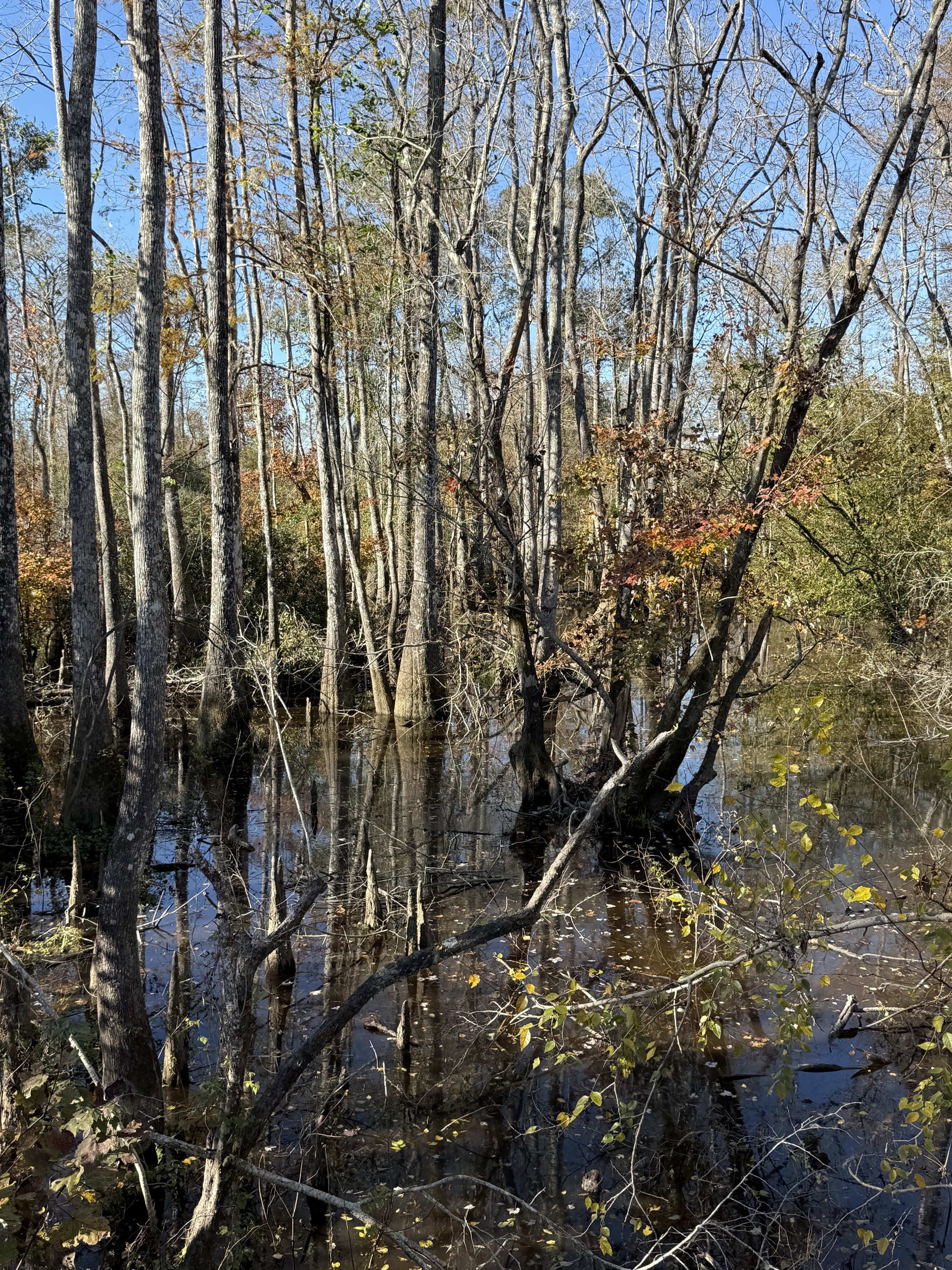 Bayou