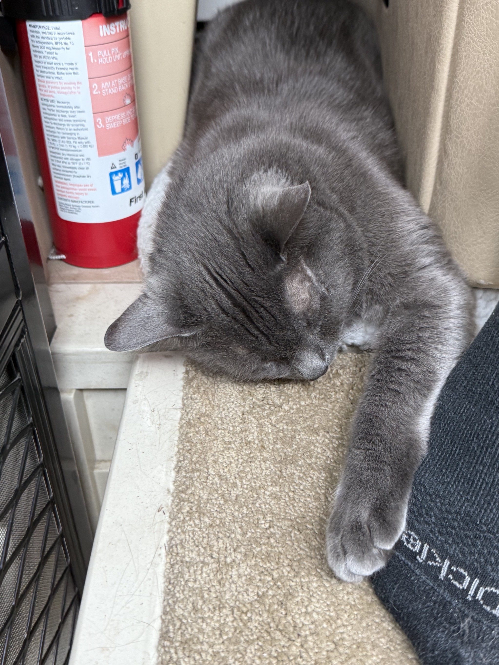 Paladin asleep, touching my foot