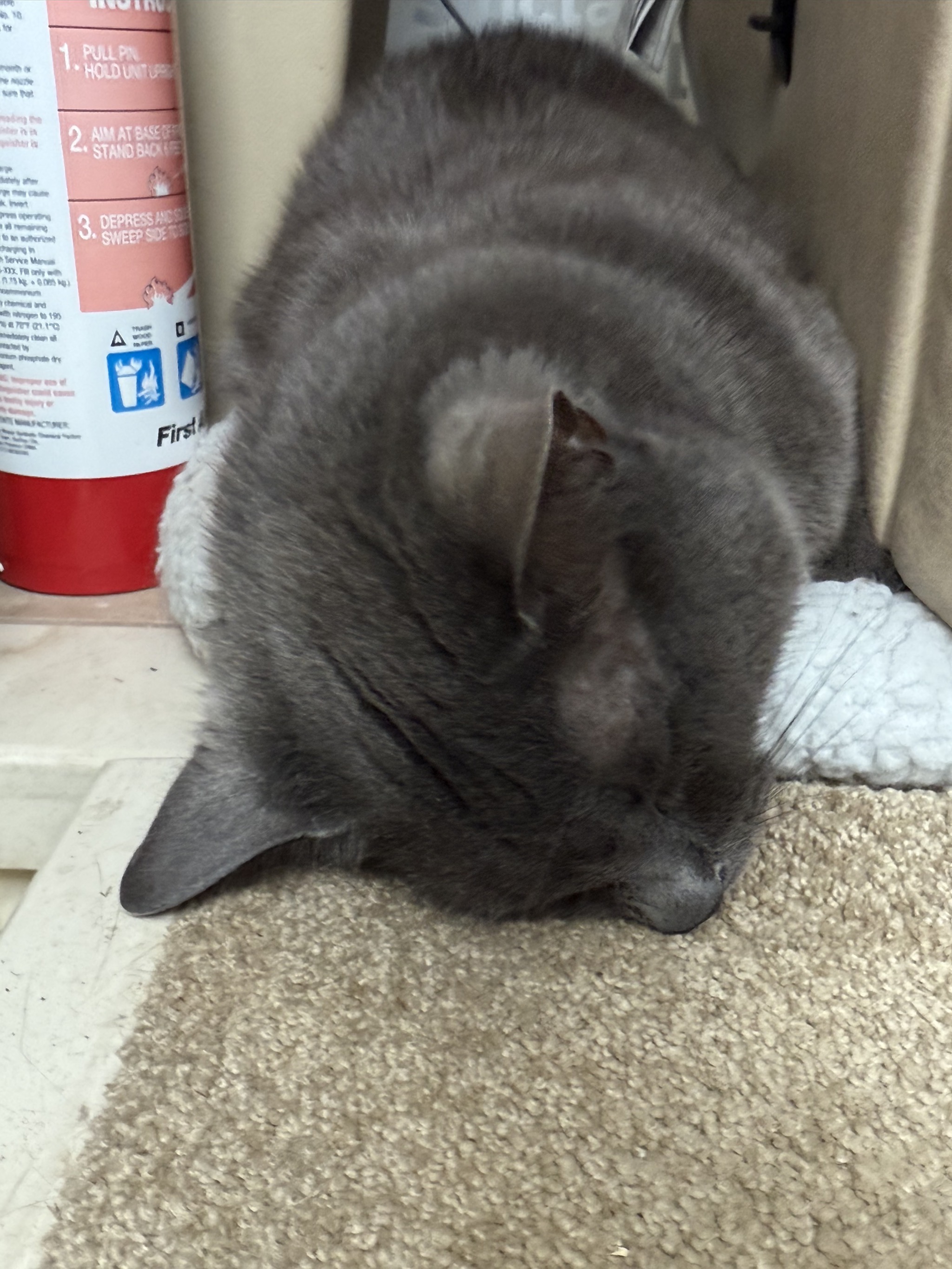 Paladin asleep