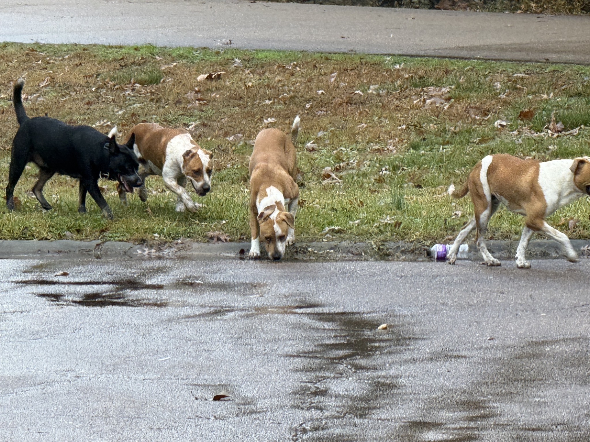 Loose dogs roaming around