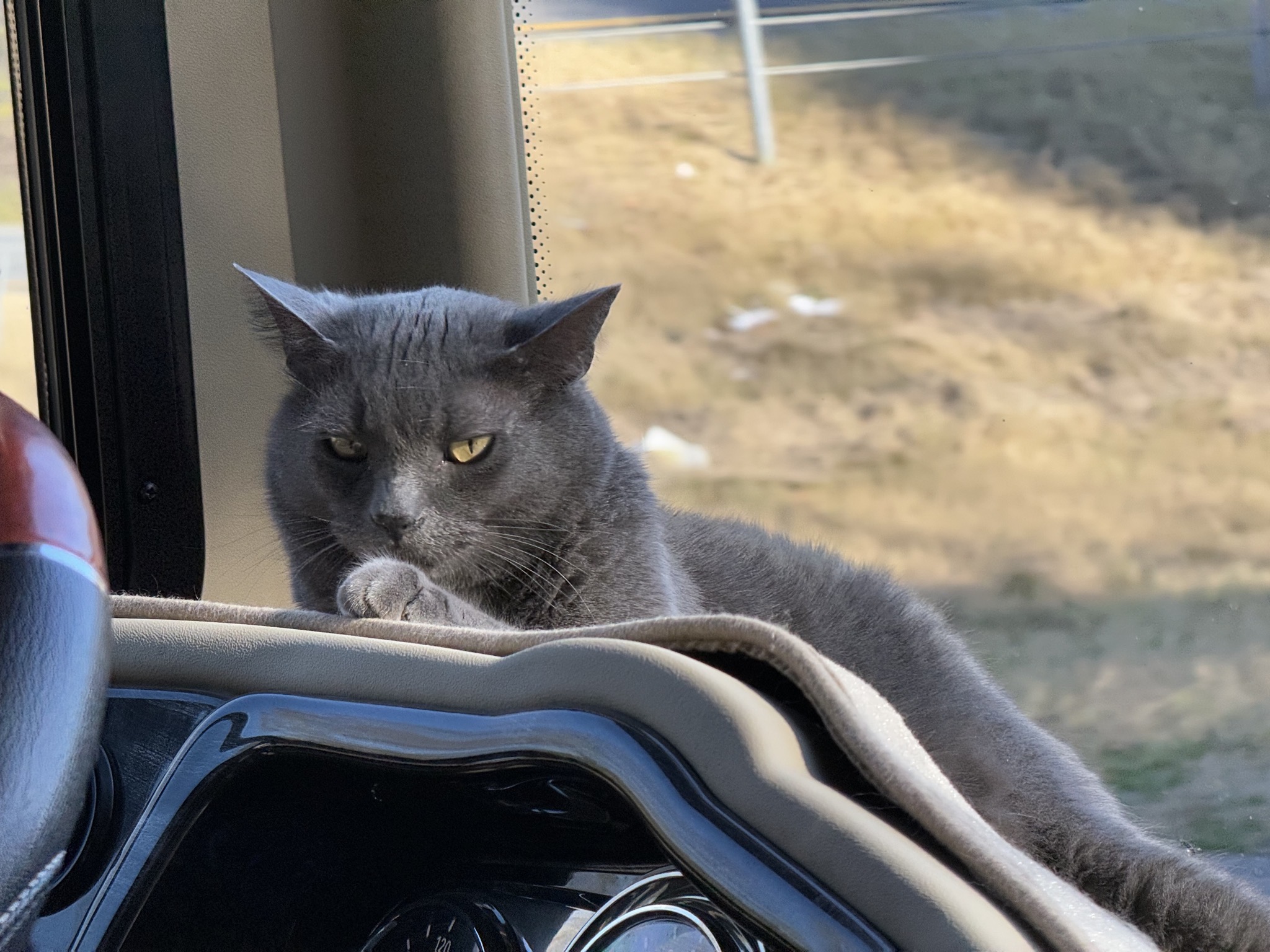 Paladin on the dash again