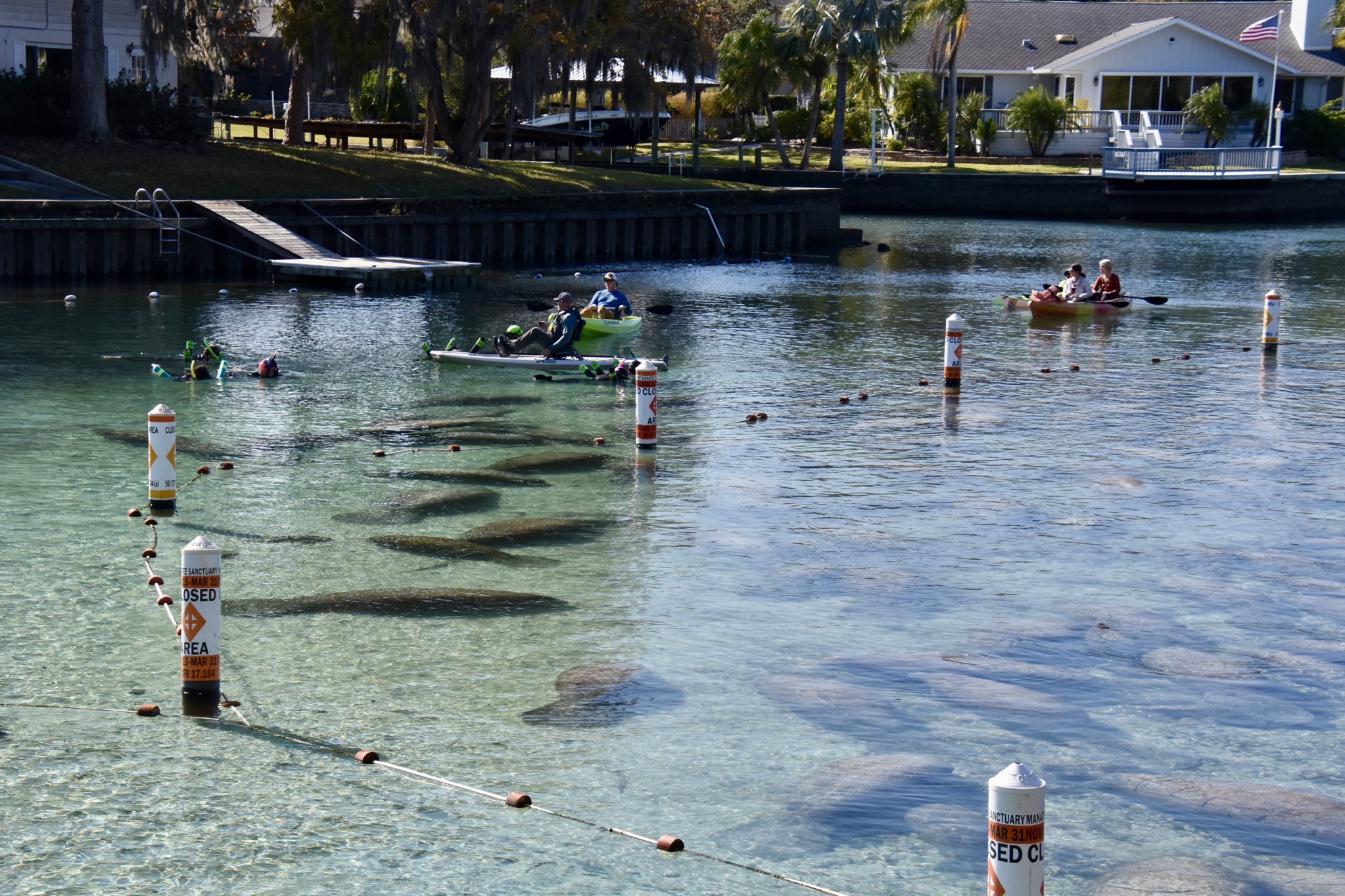 Manatees