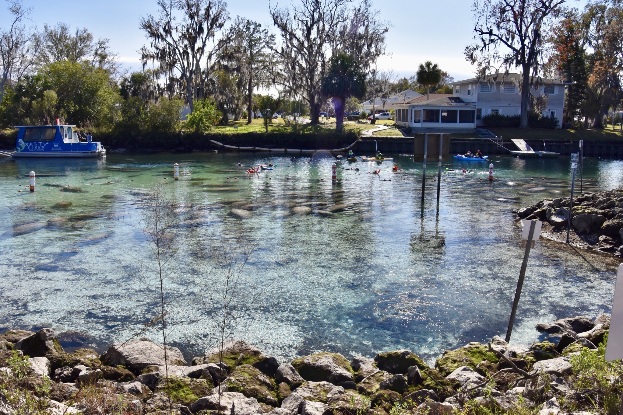 Manatees