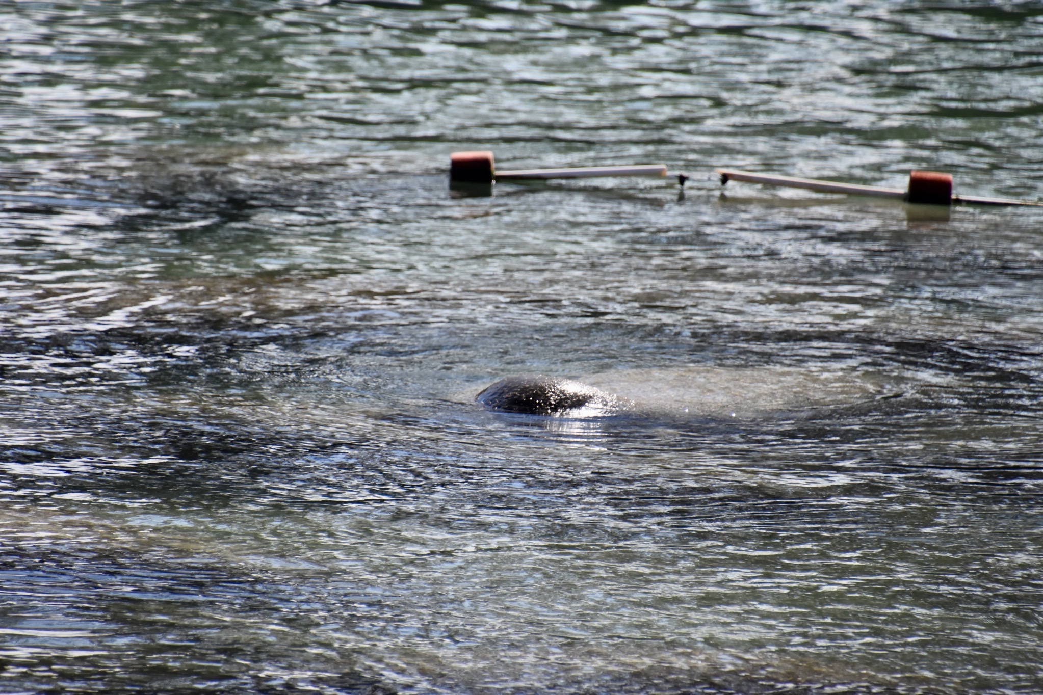 Manatees