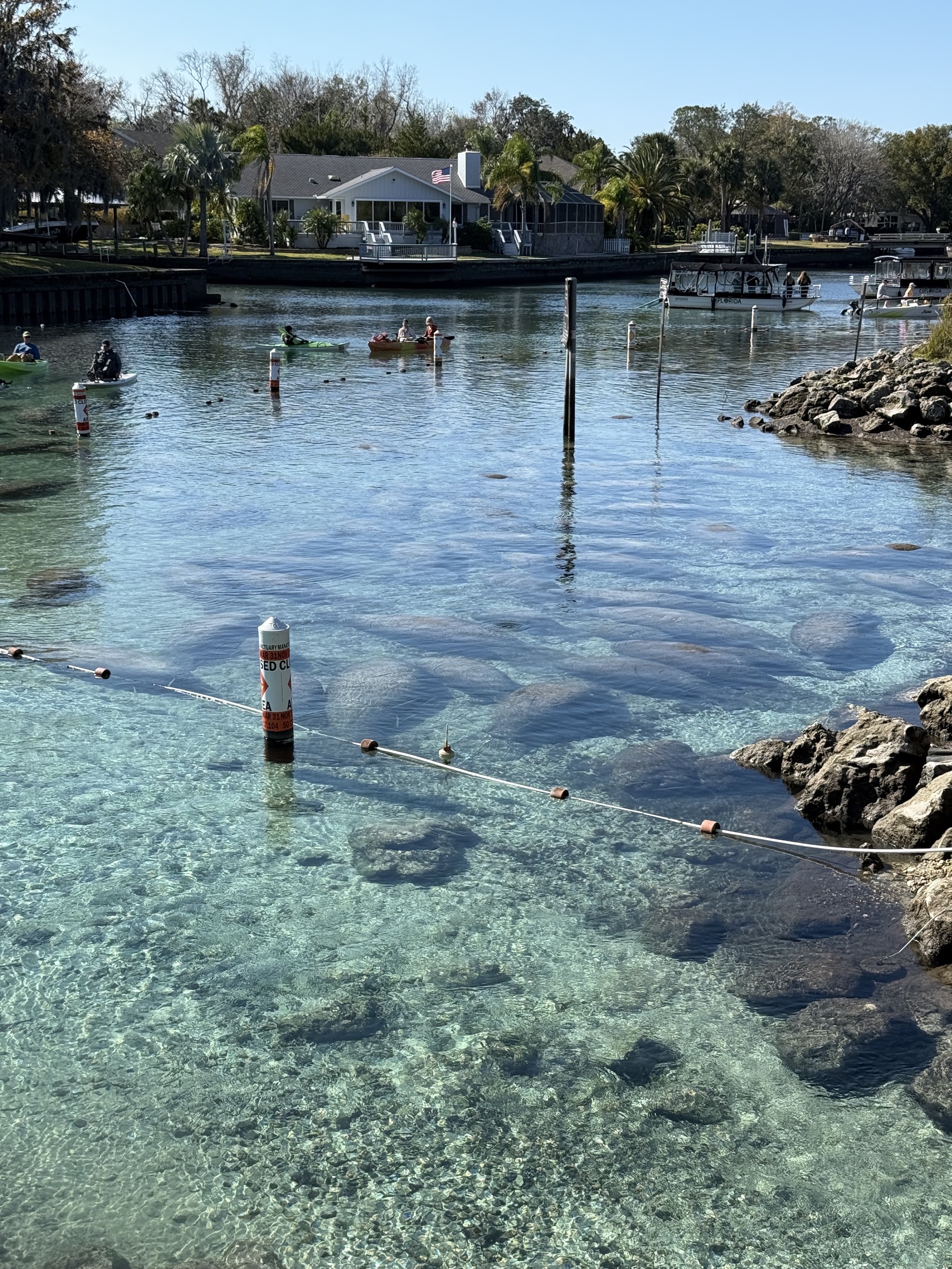 Manatees