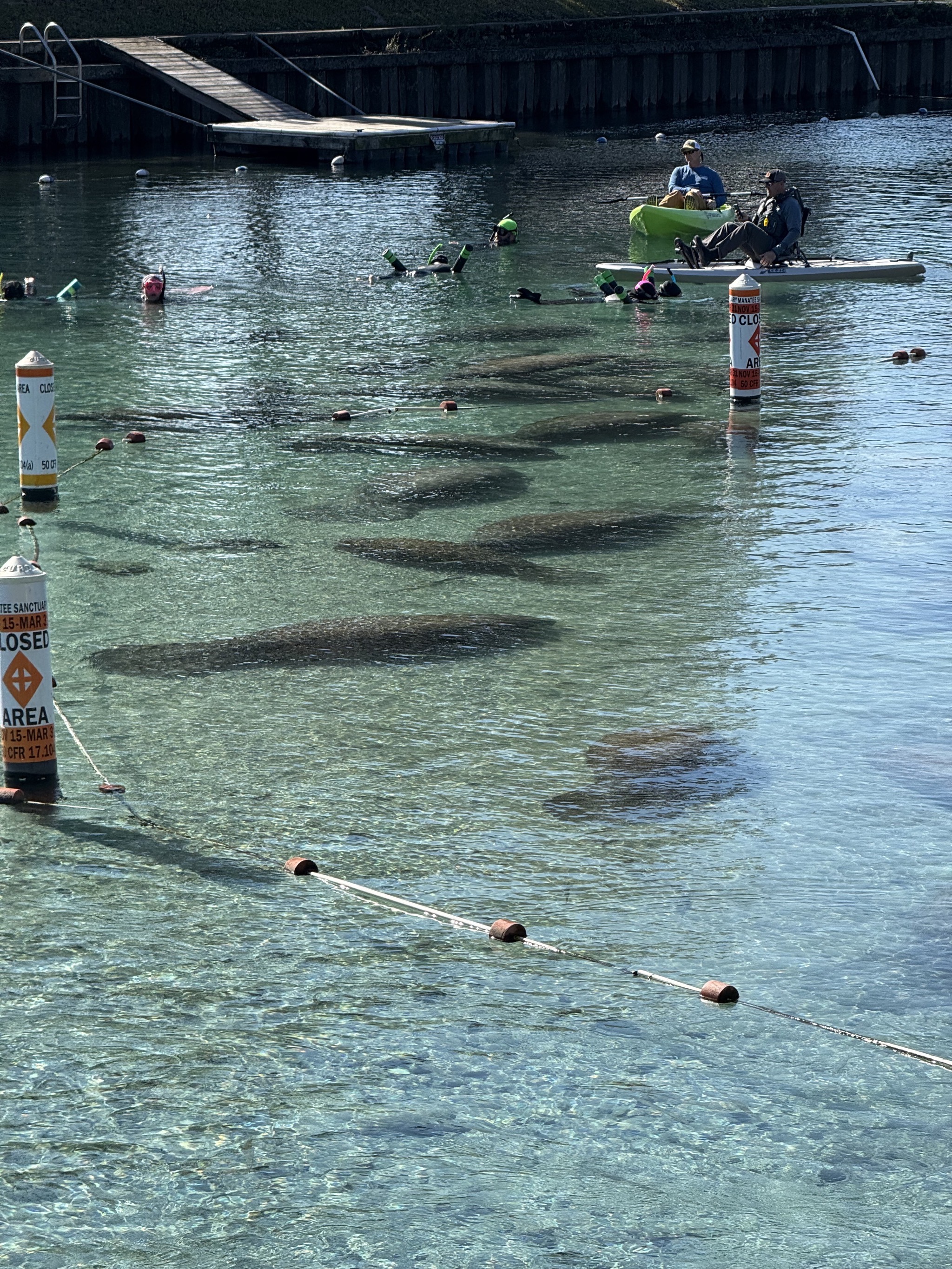 Manatees