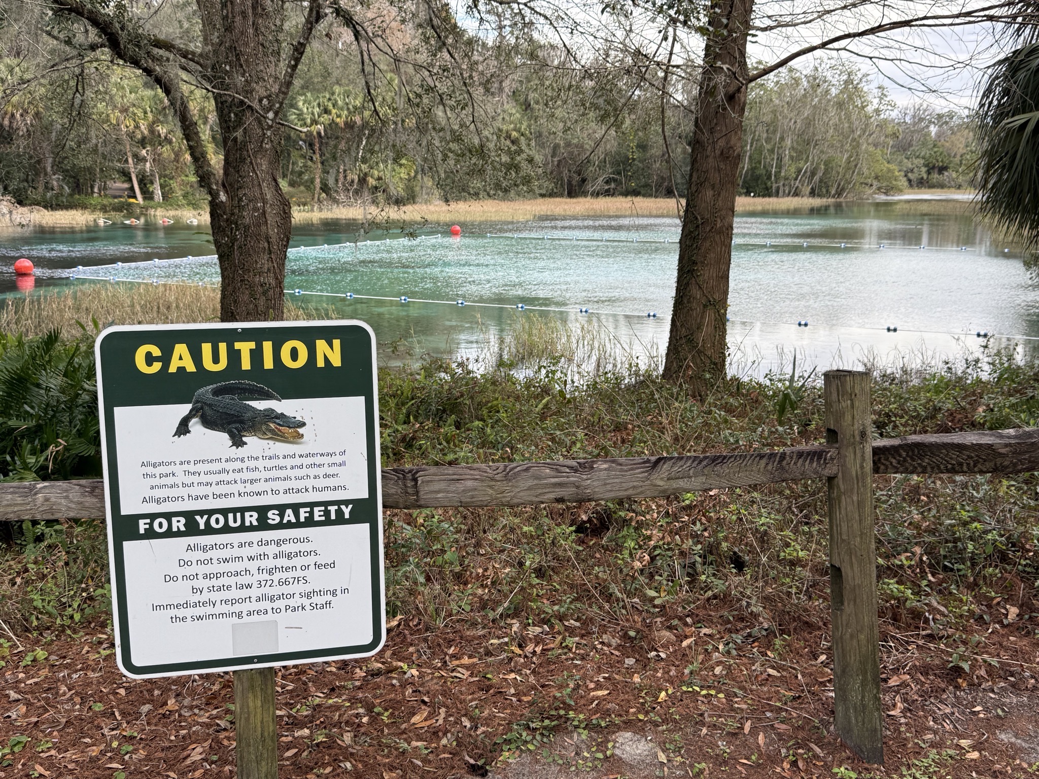 Gators