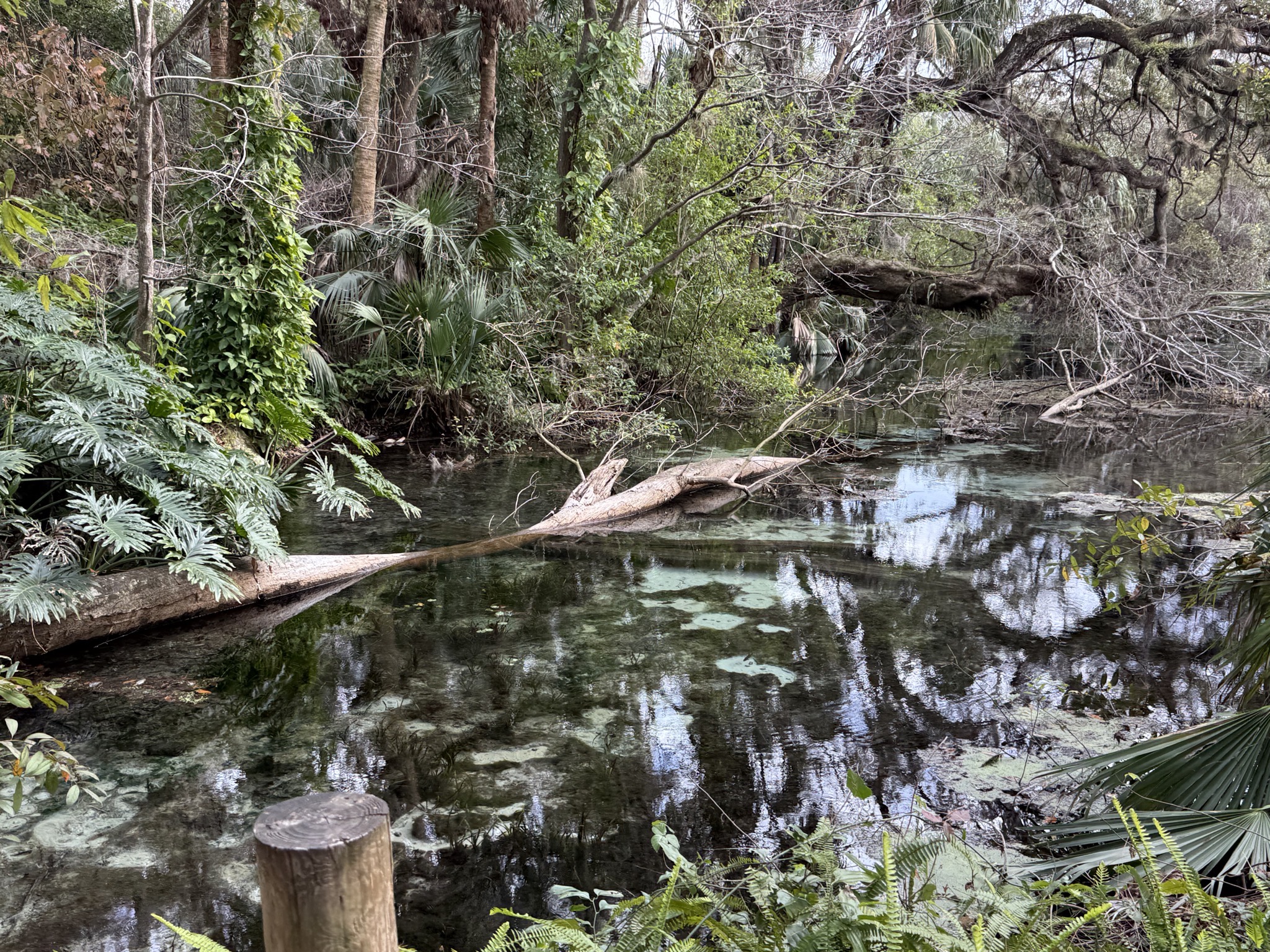 Marshy area