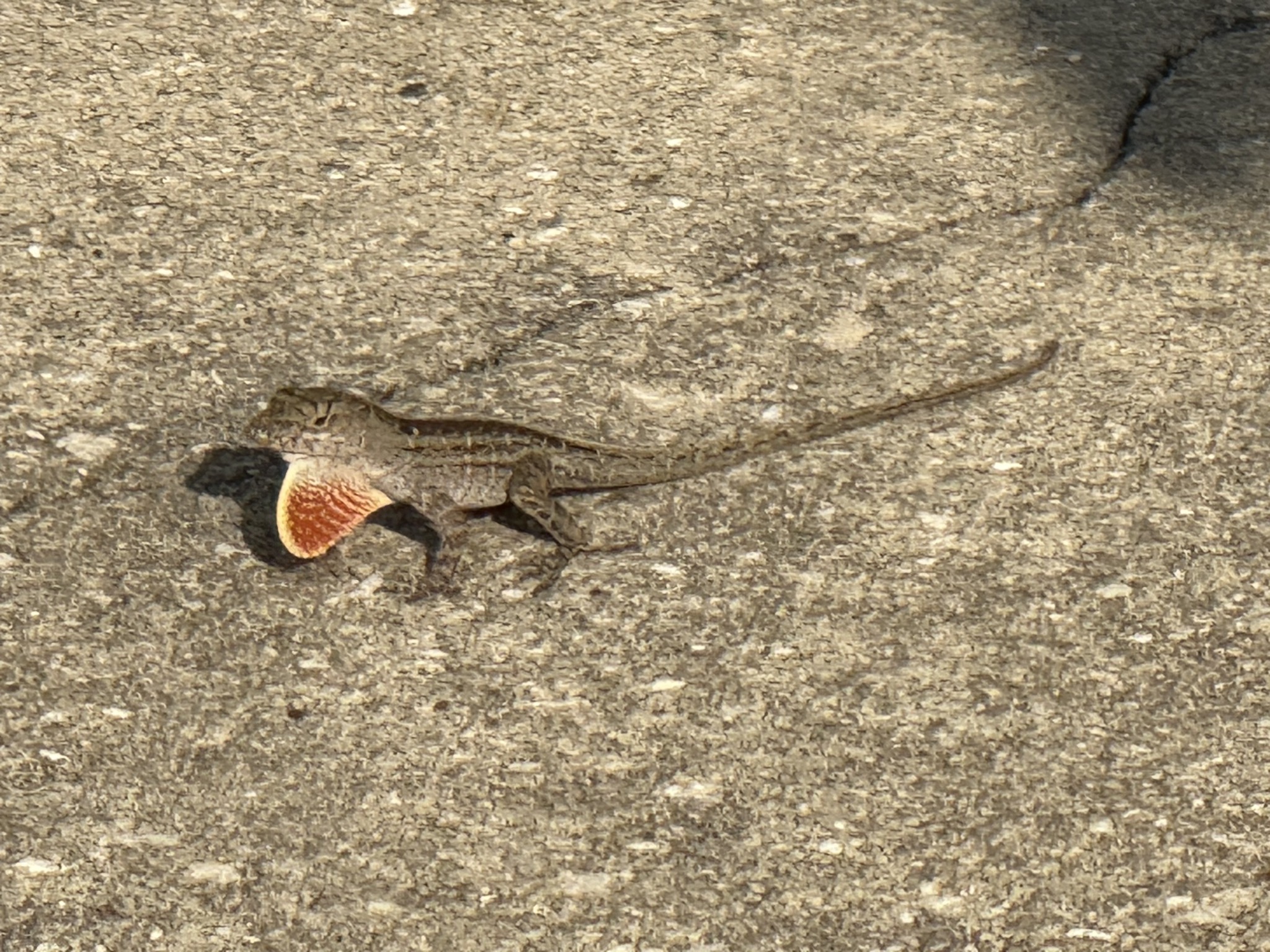 Lizard