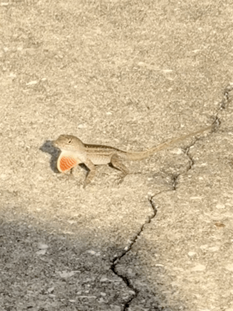 Lizard