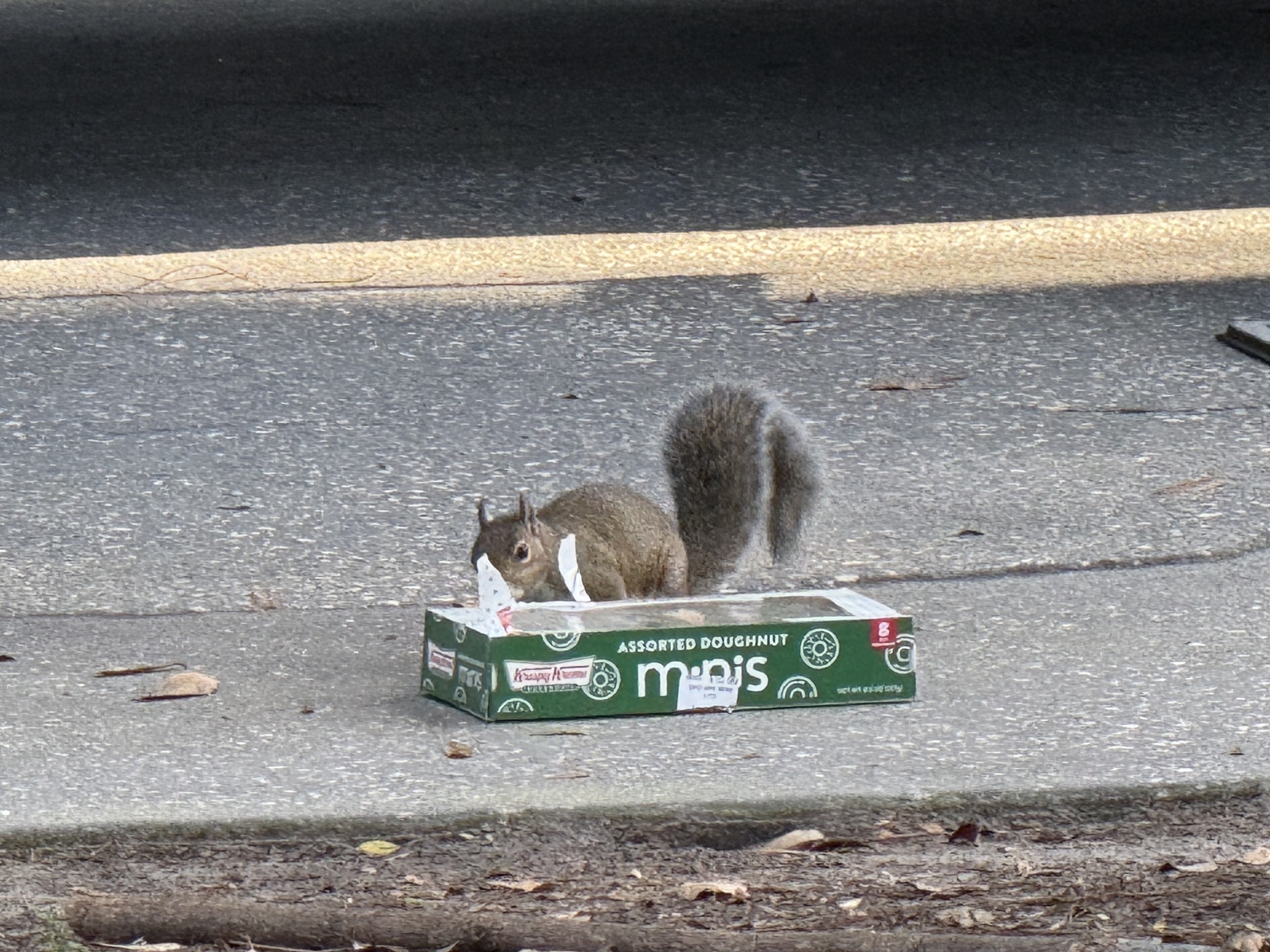 Squirrel