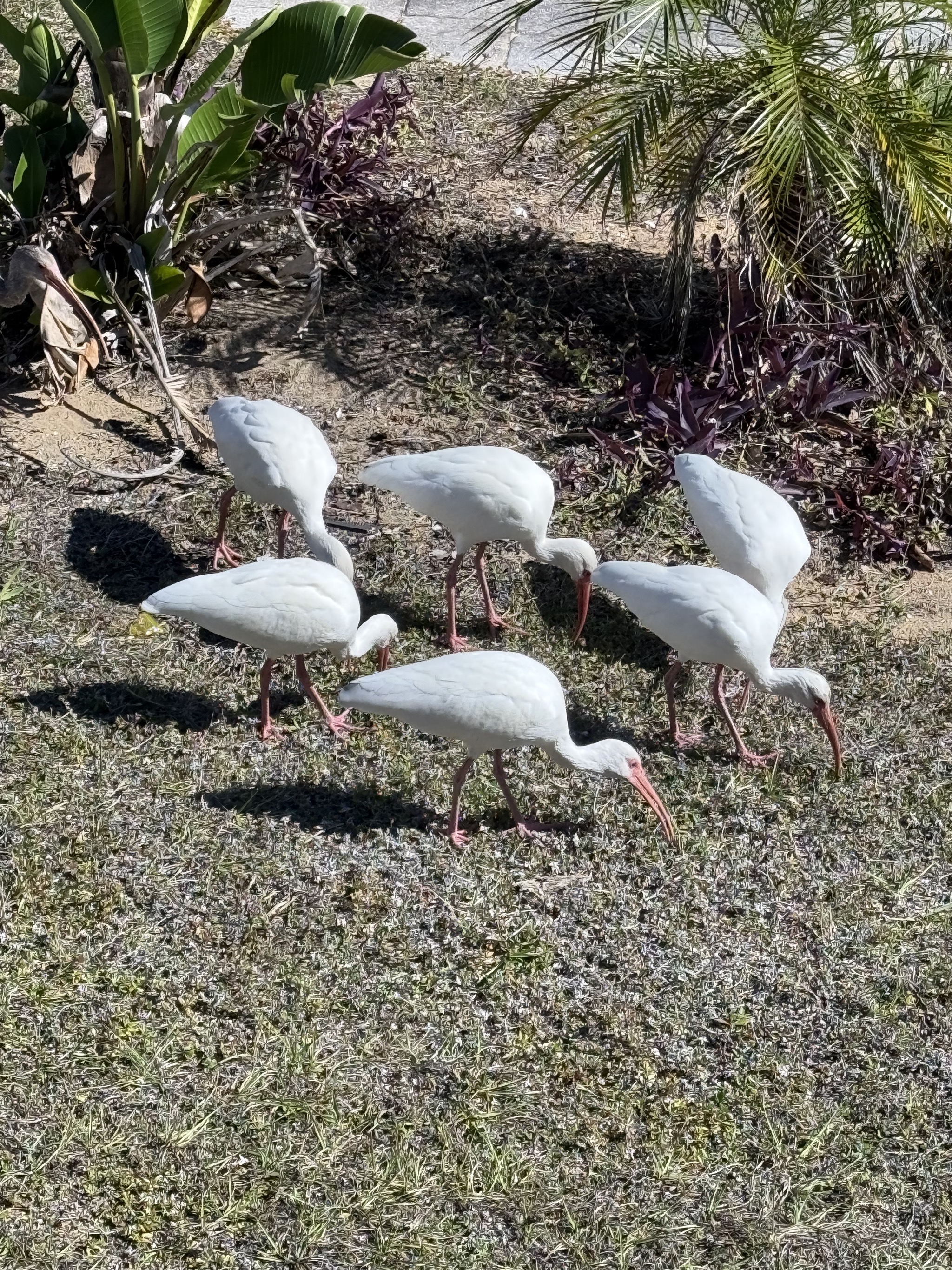 Birds
