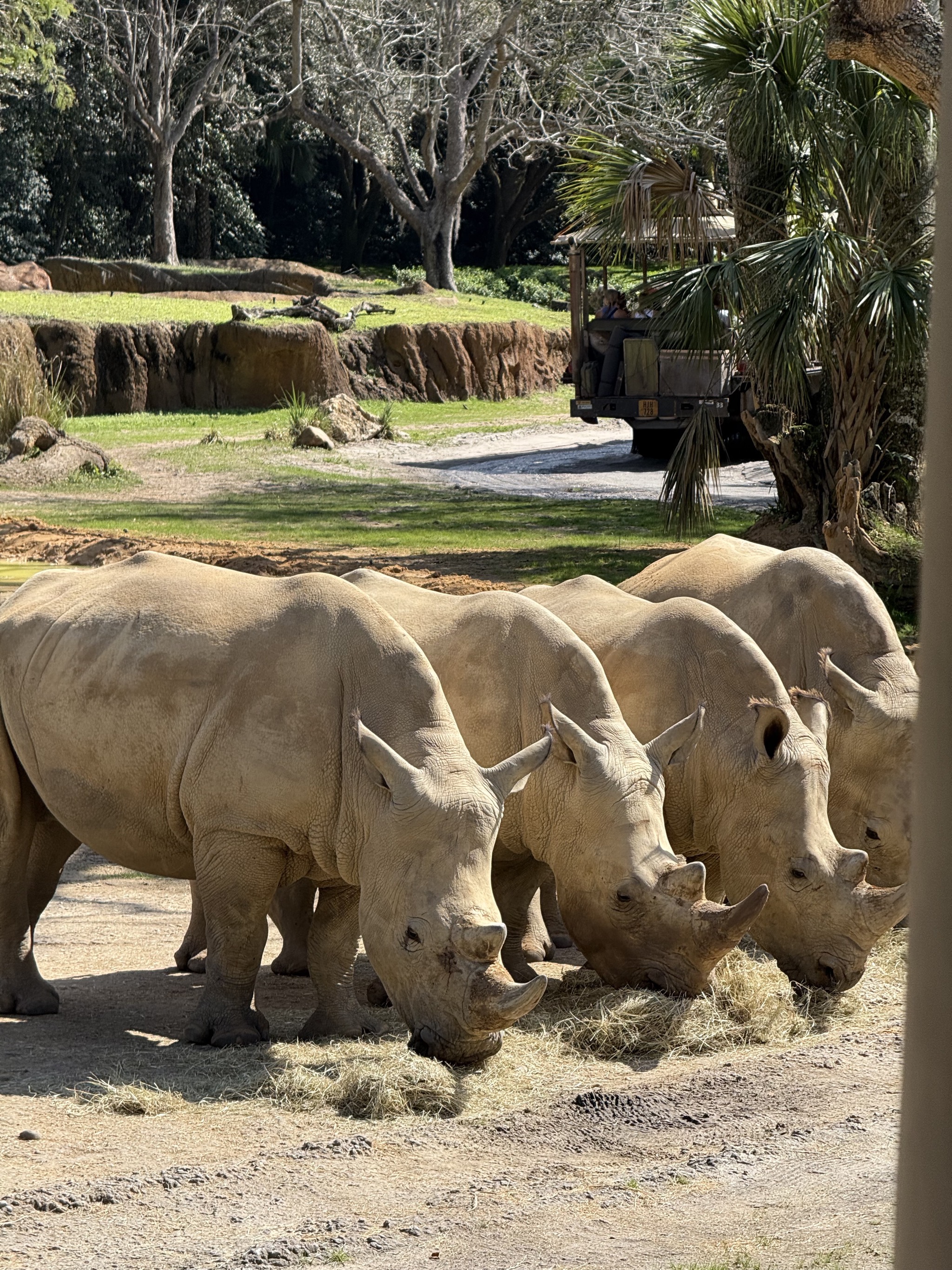 Animals