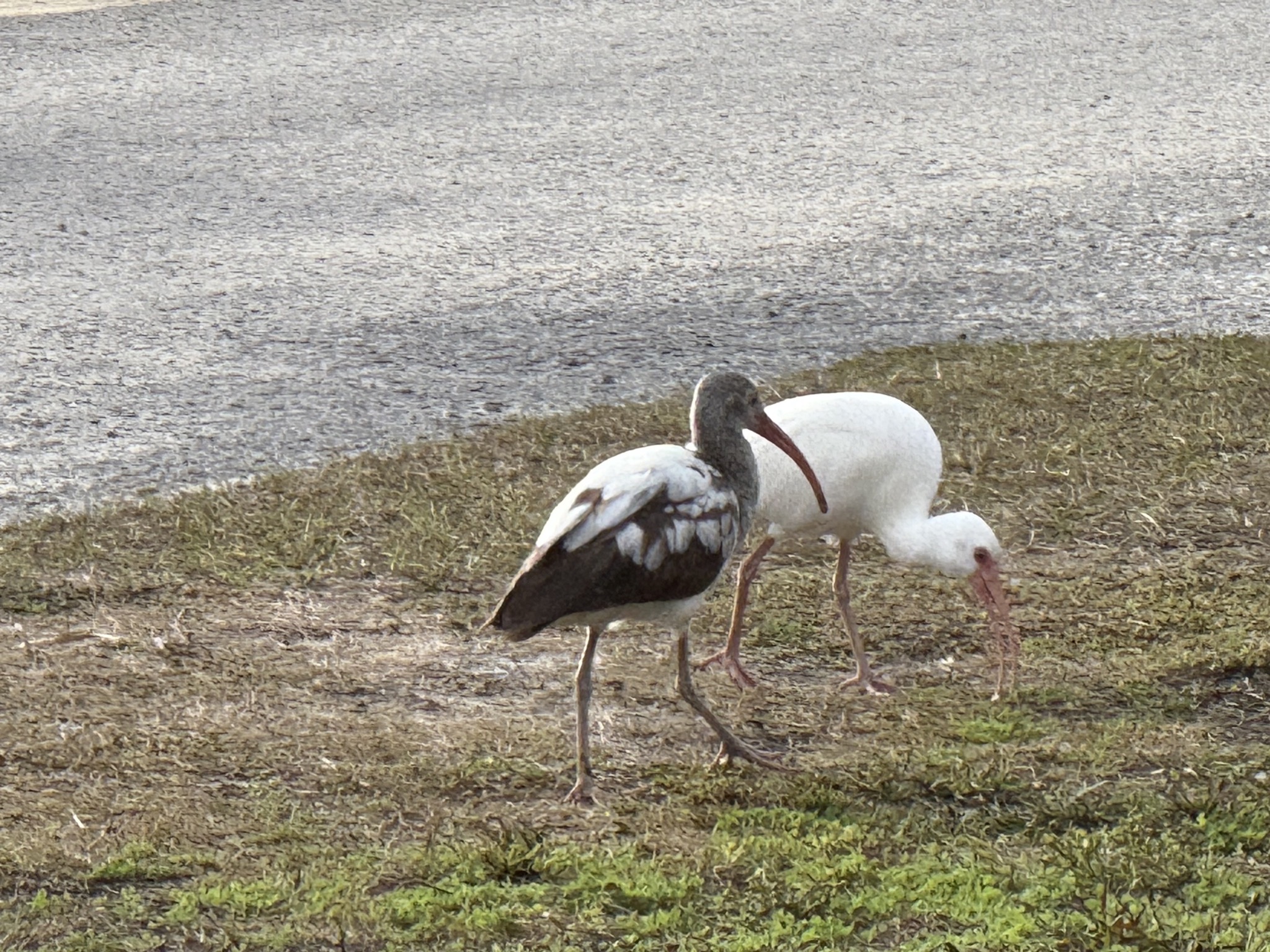 Birds