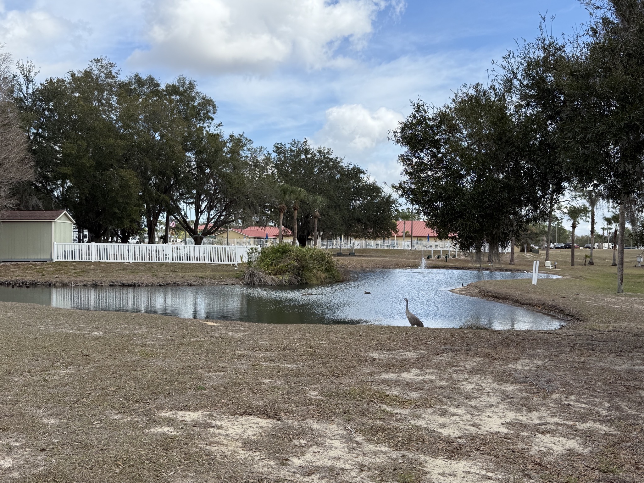 Pond and birds