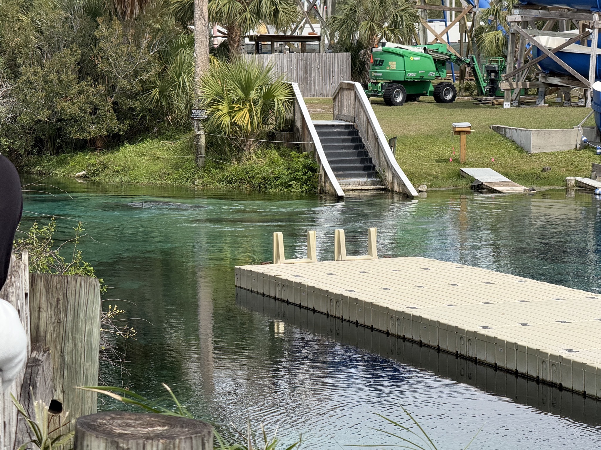 Manatees