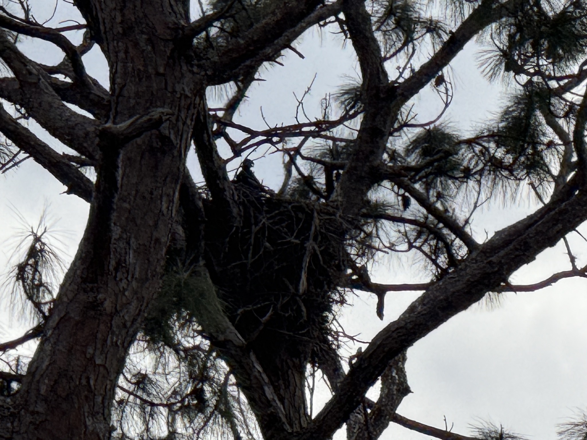 Eagle nest
