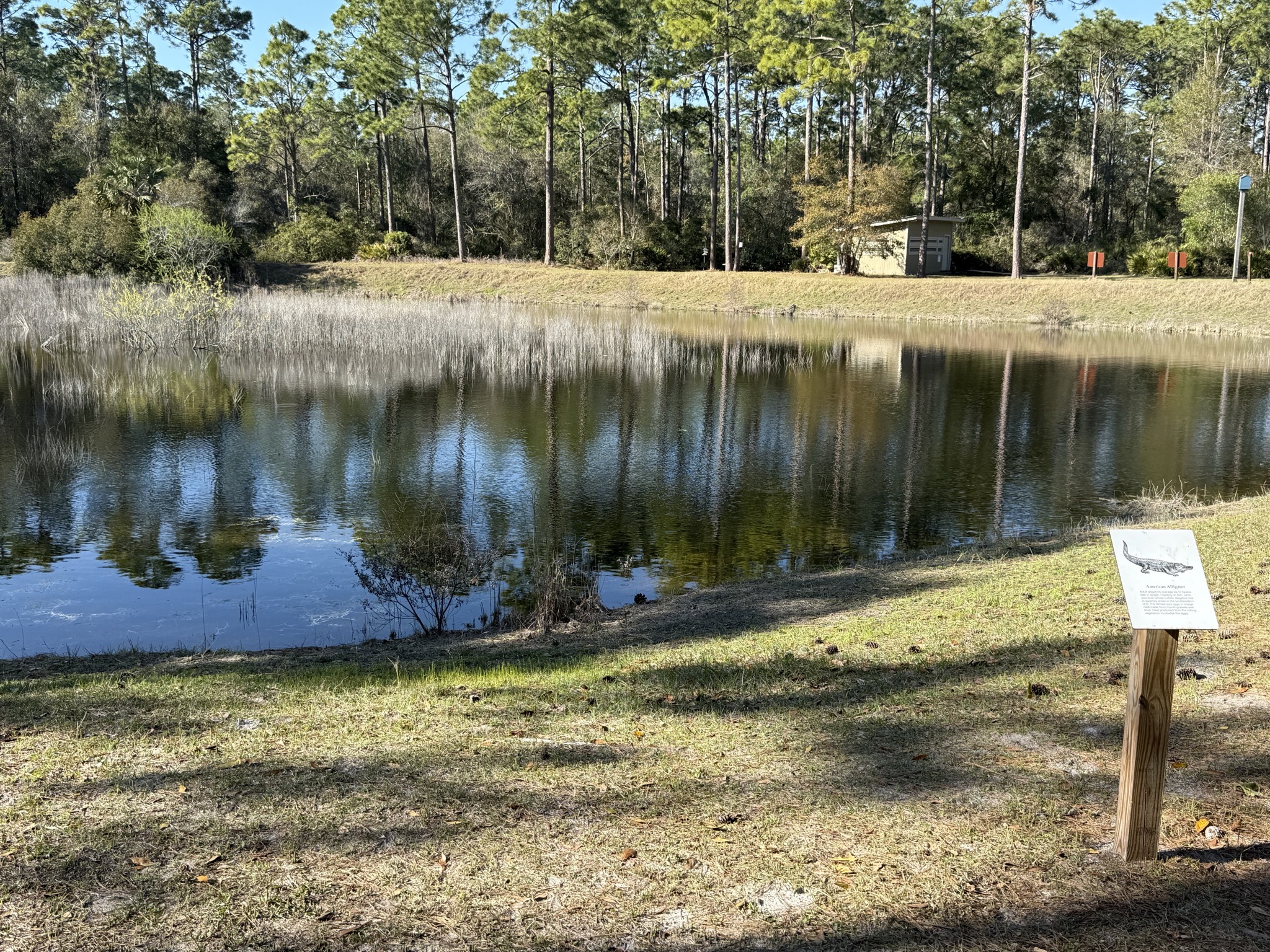 Pond