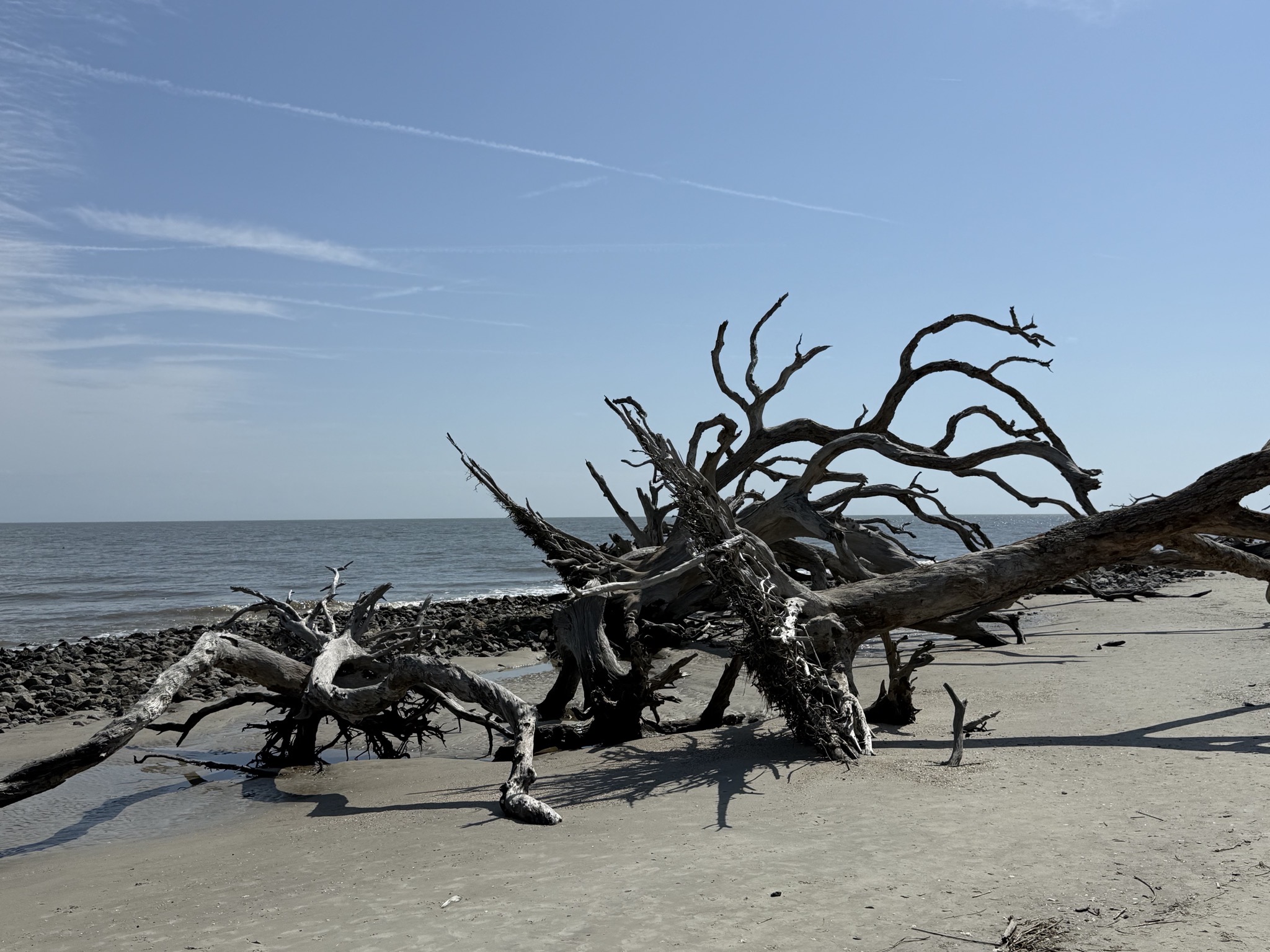 Driftwood Beach