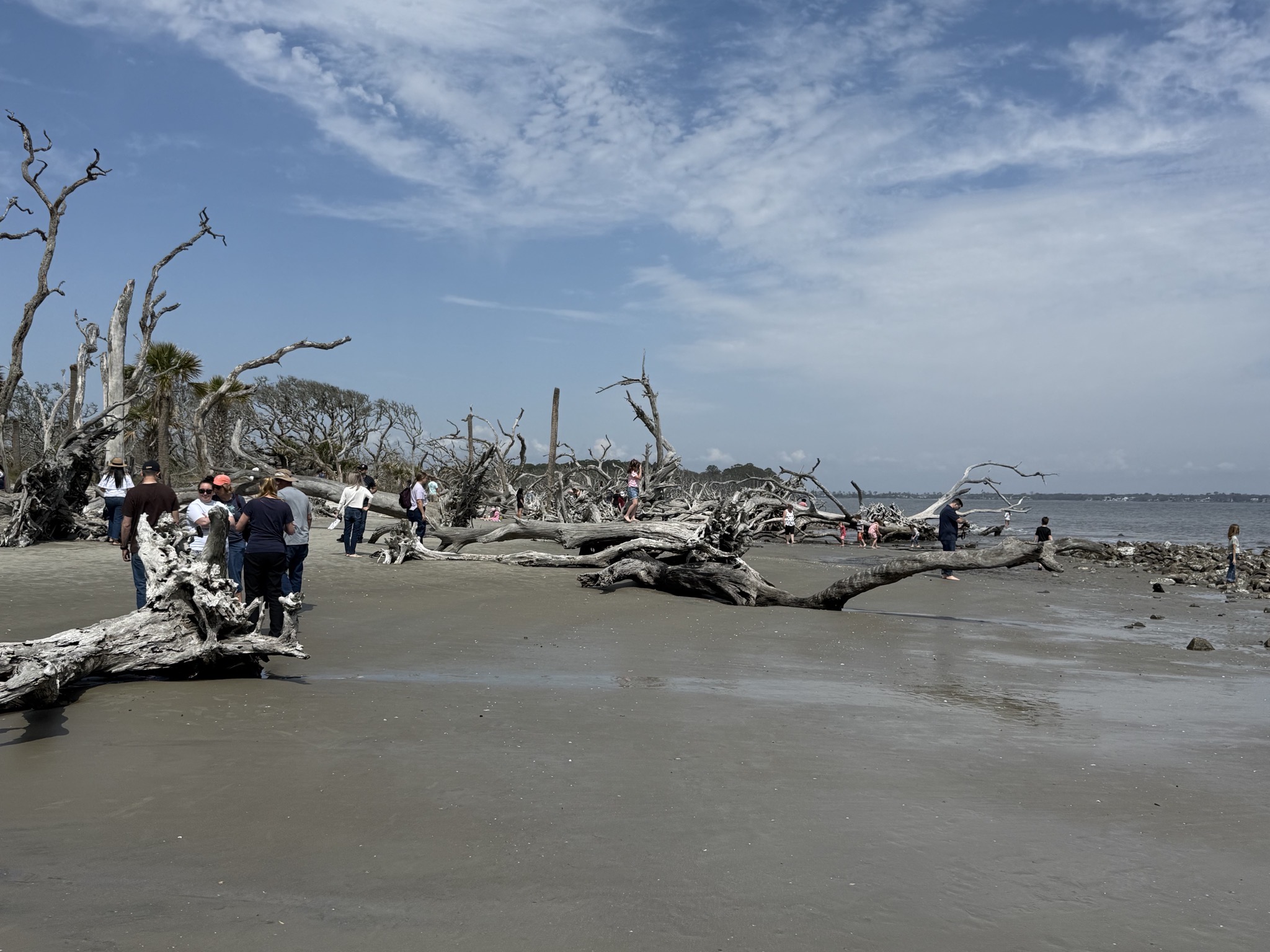 Driftwood Beach