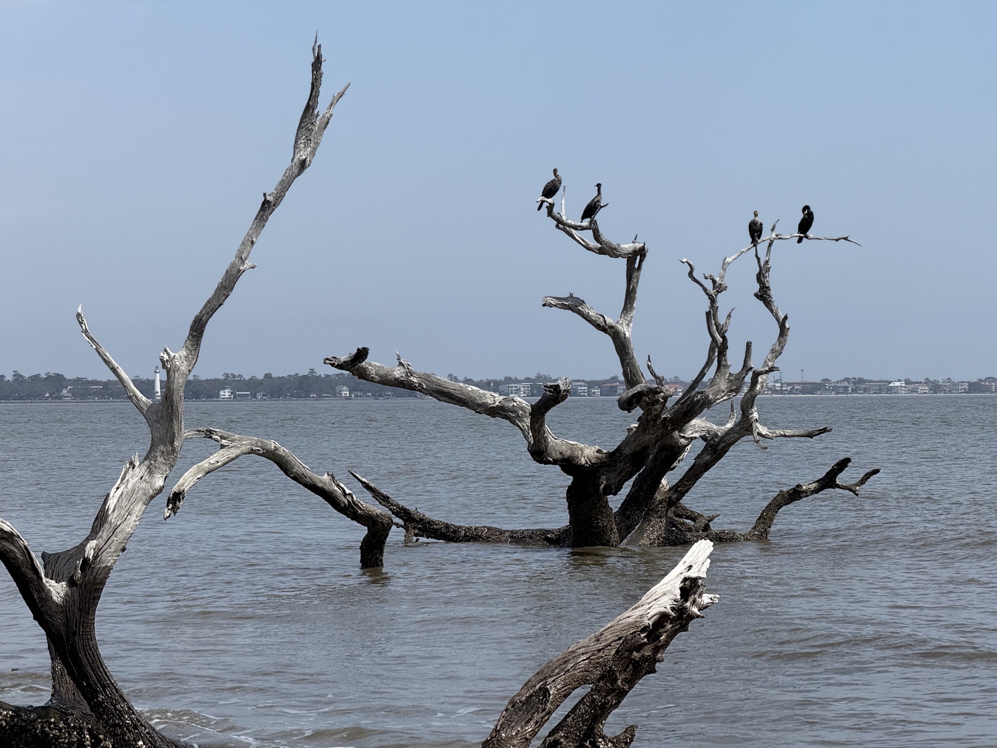 Driftwood Beach
