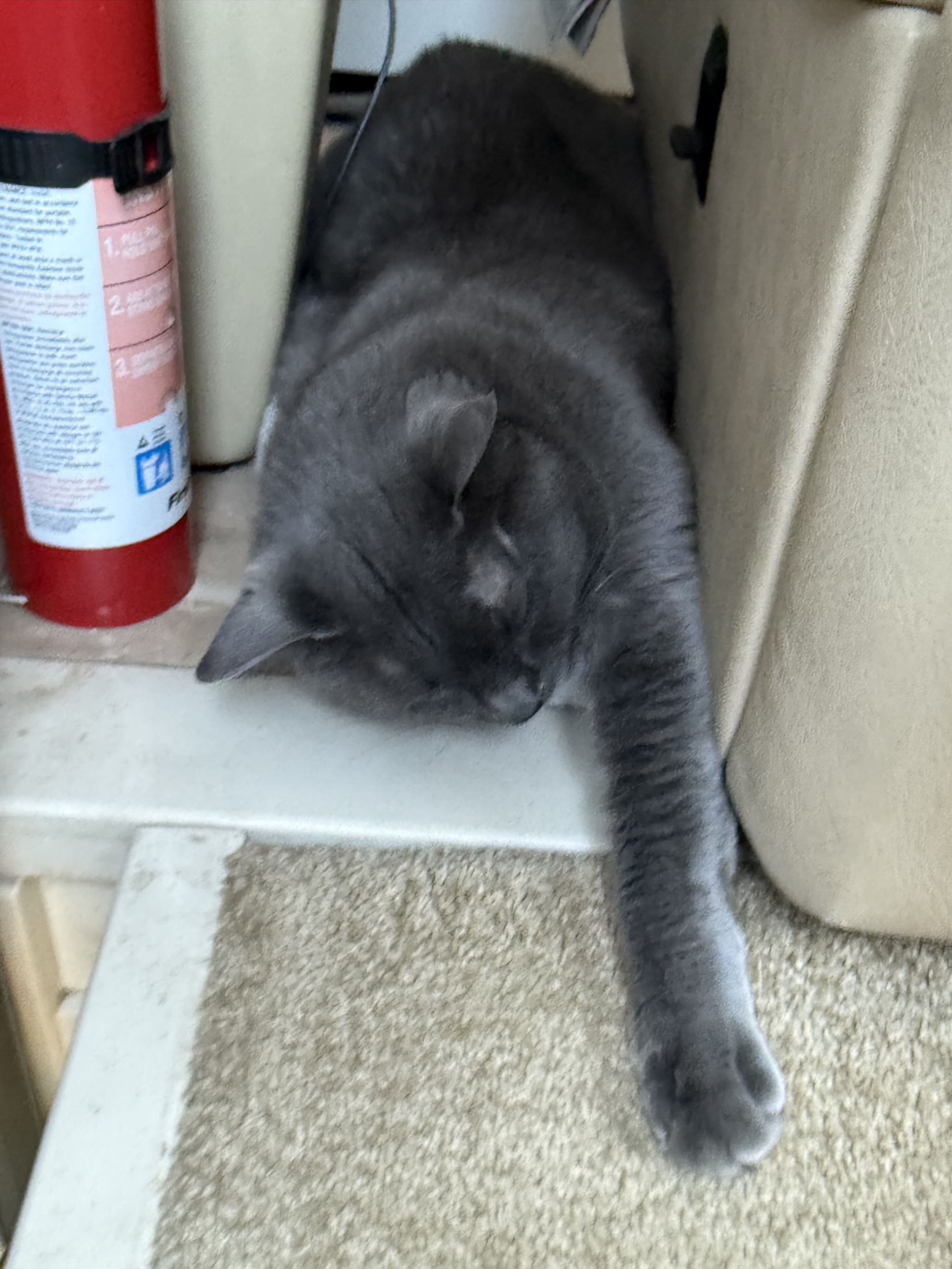 Sleepy Paladin