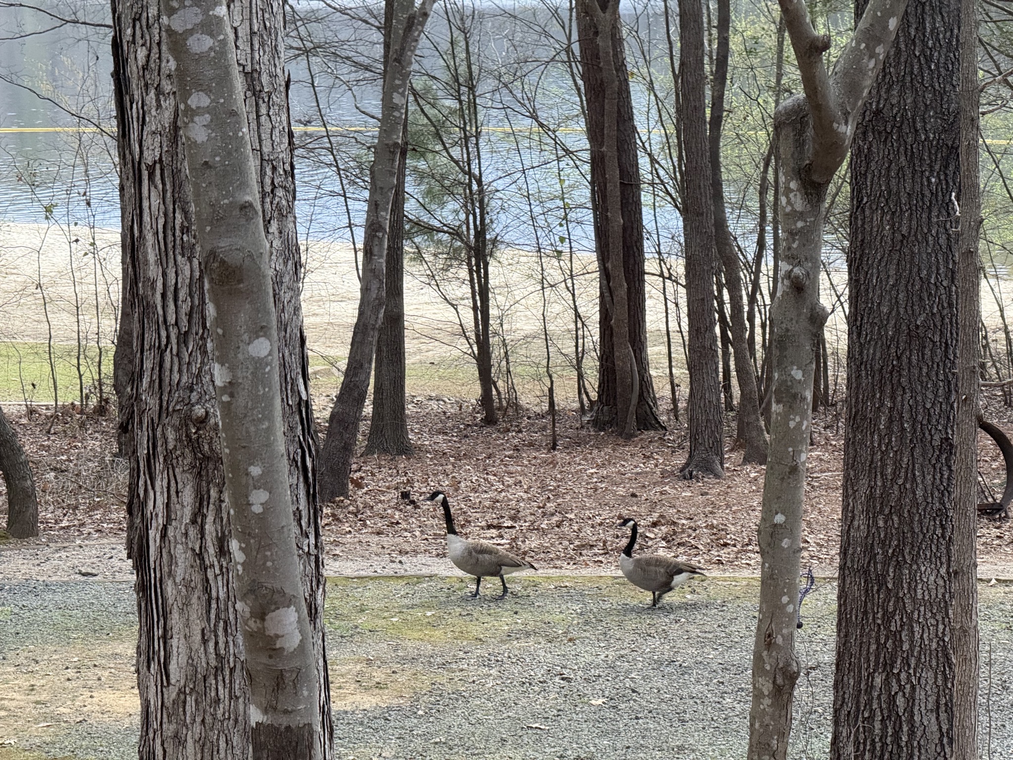 Geese