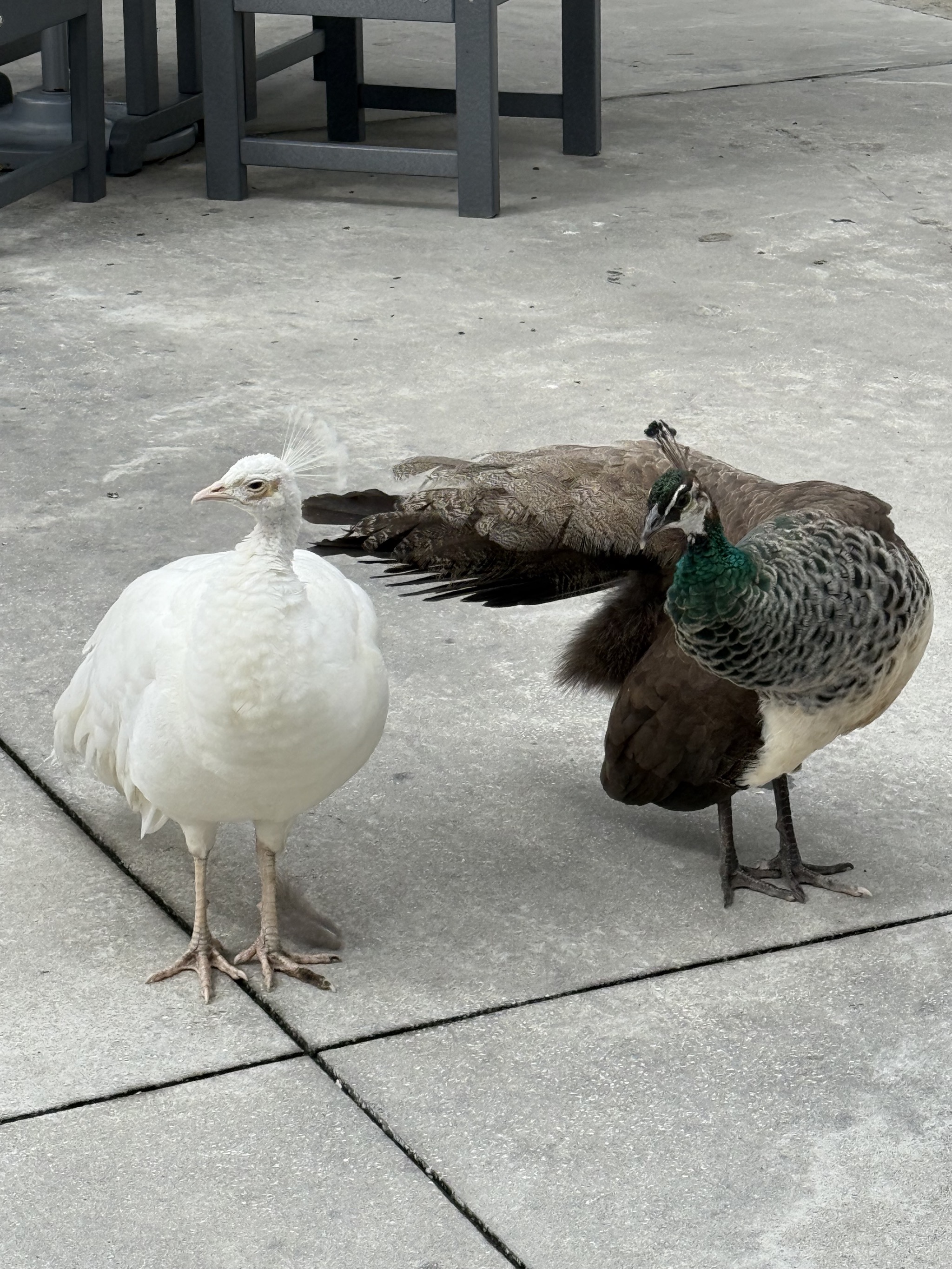 Peahen and young peacock