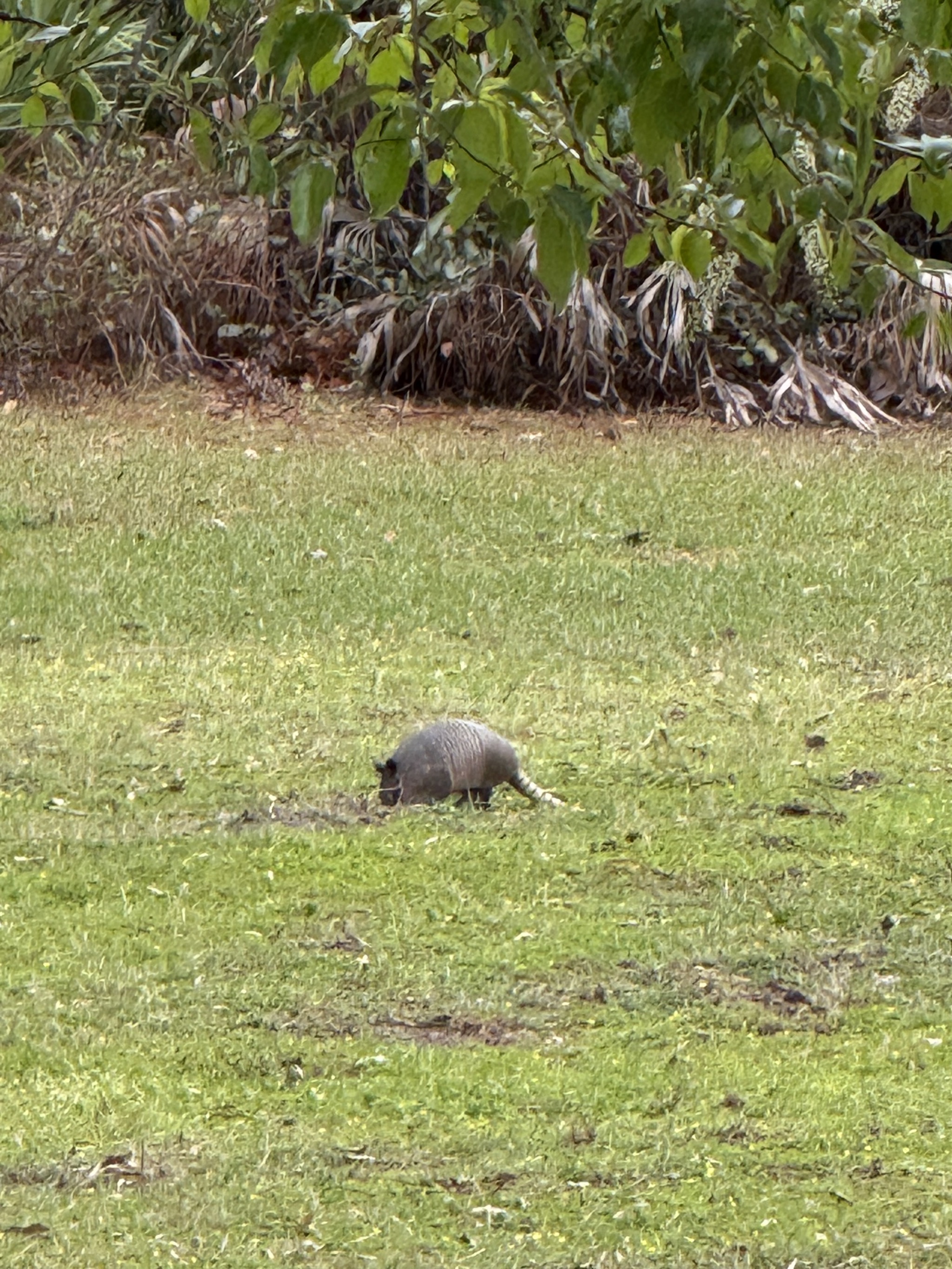 The first time we've seen a live armadillo