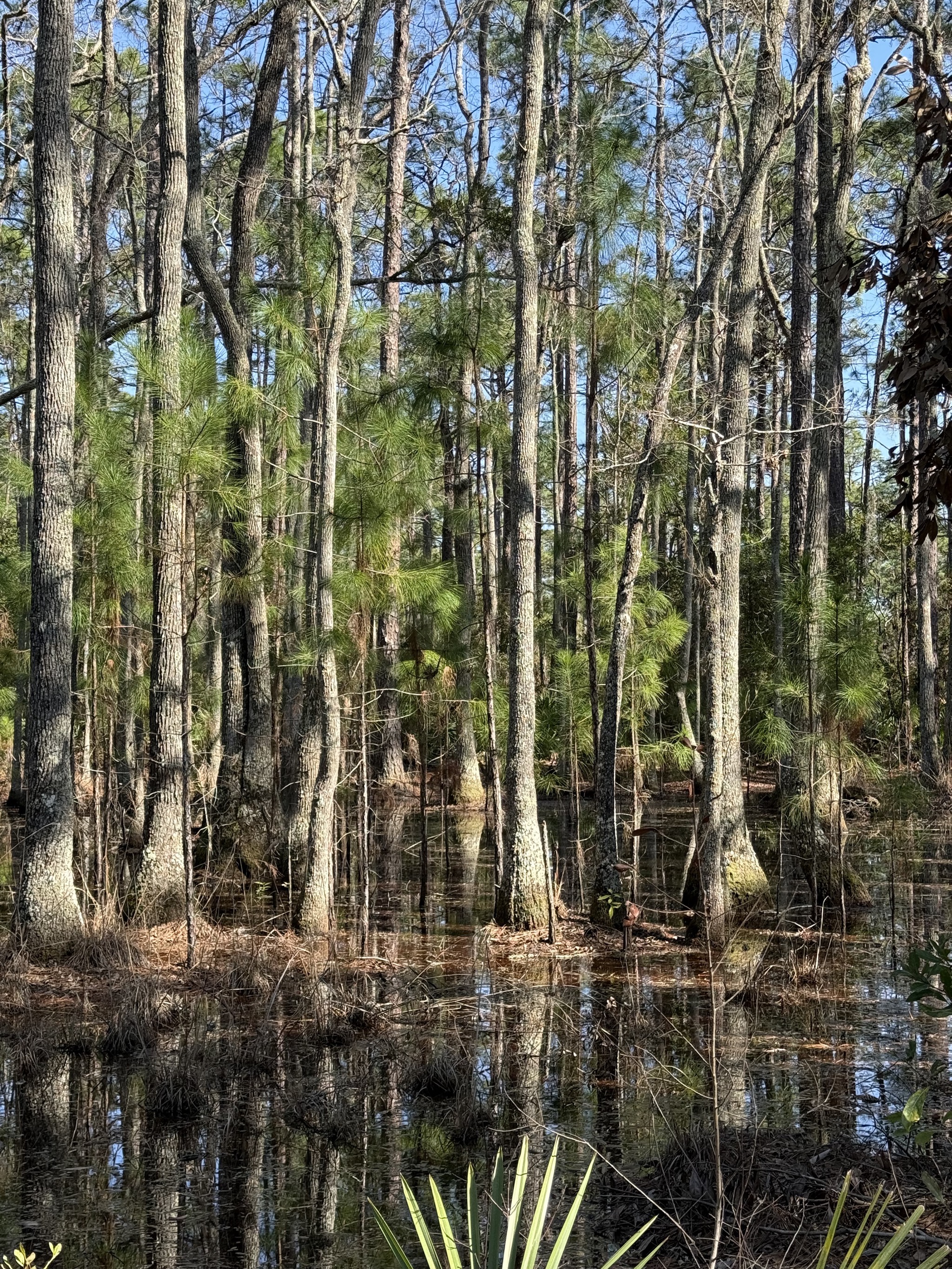 Swampy