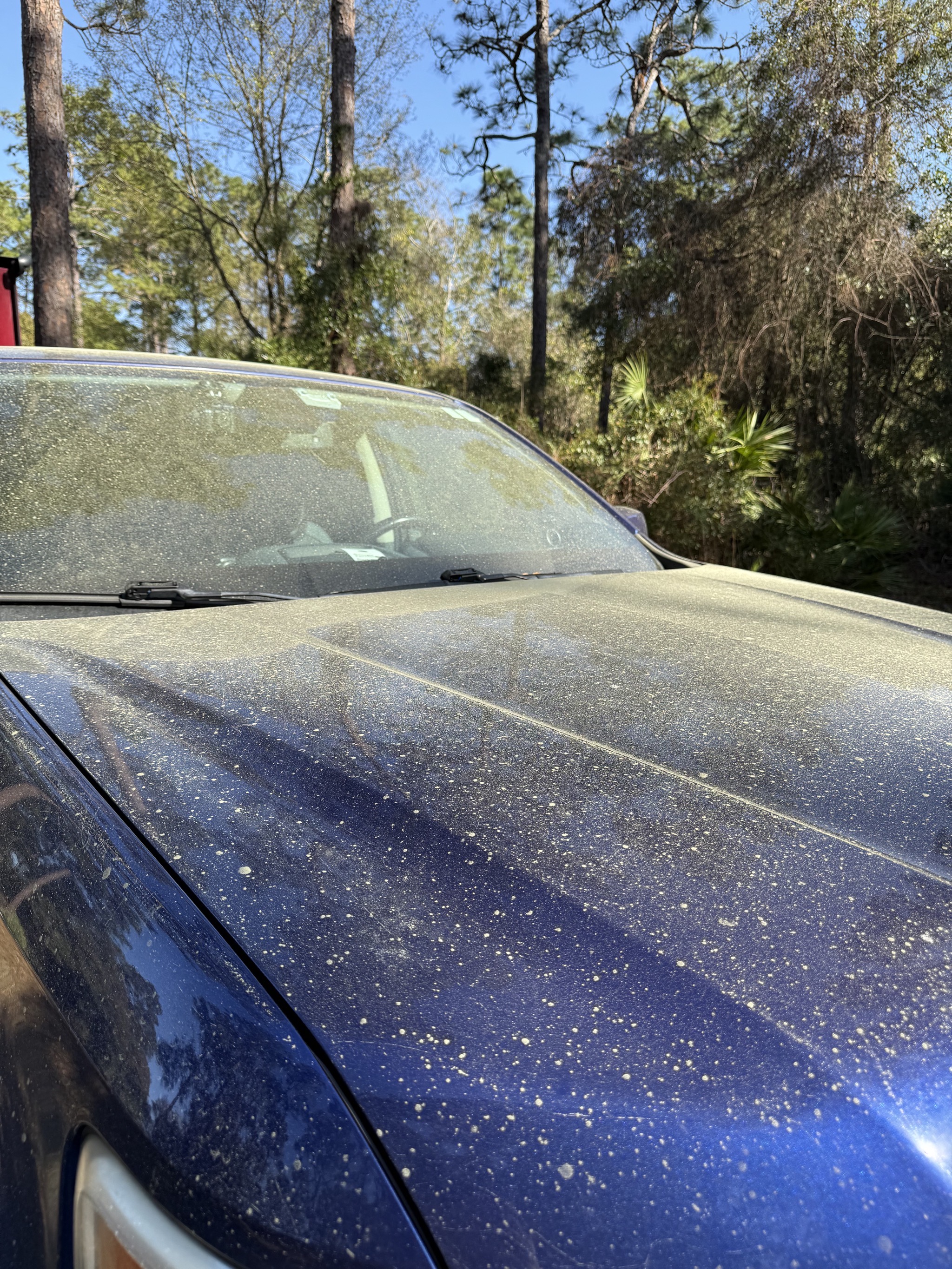 Pollen on our truck