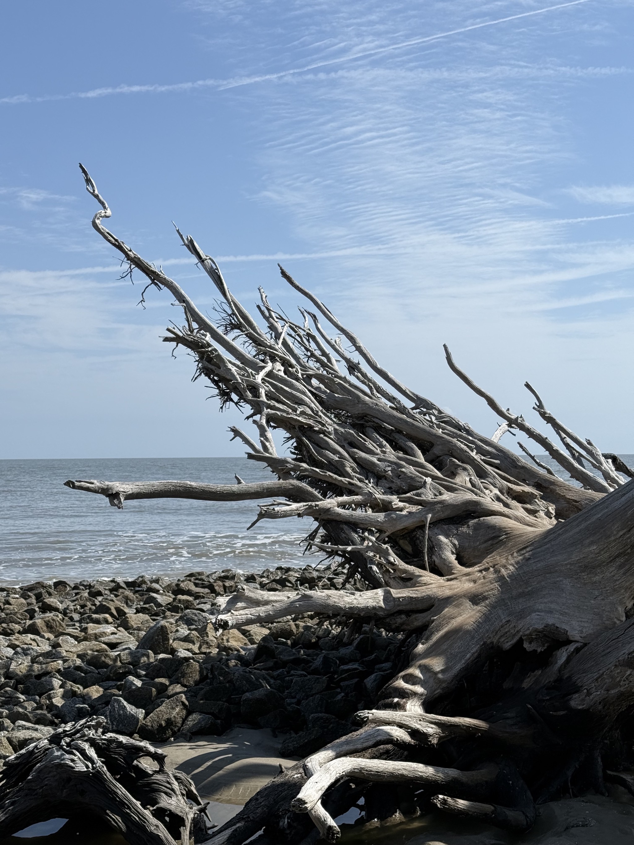 Driftwood Beach