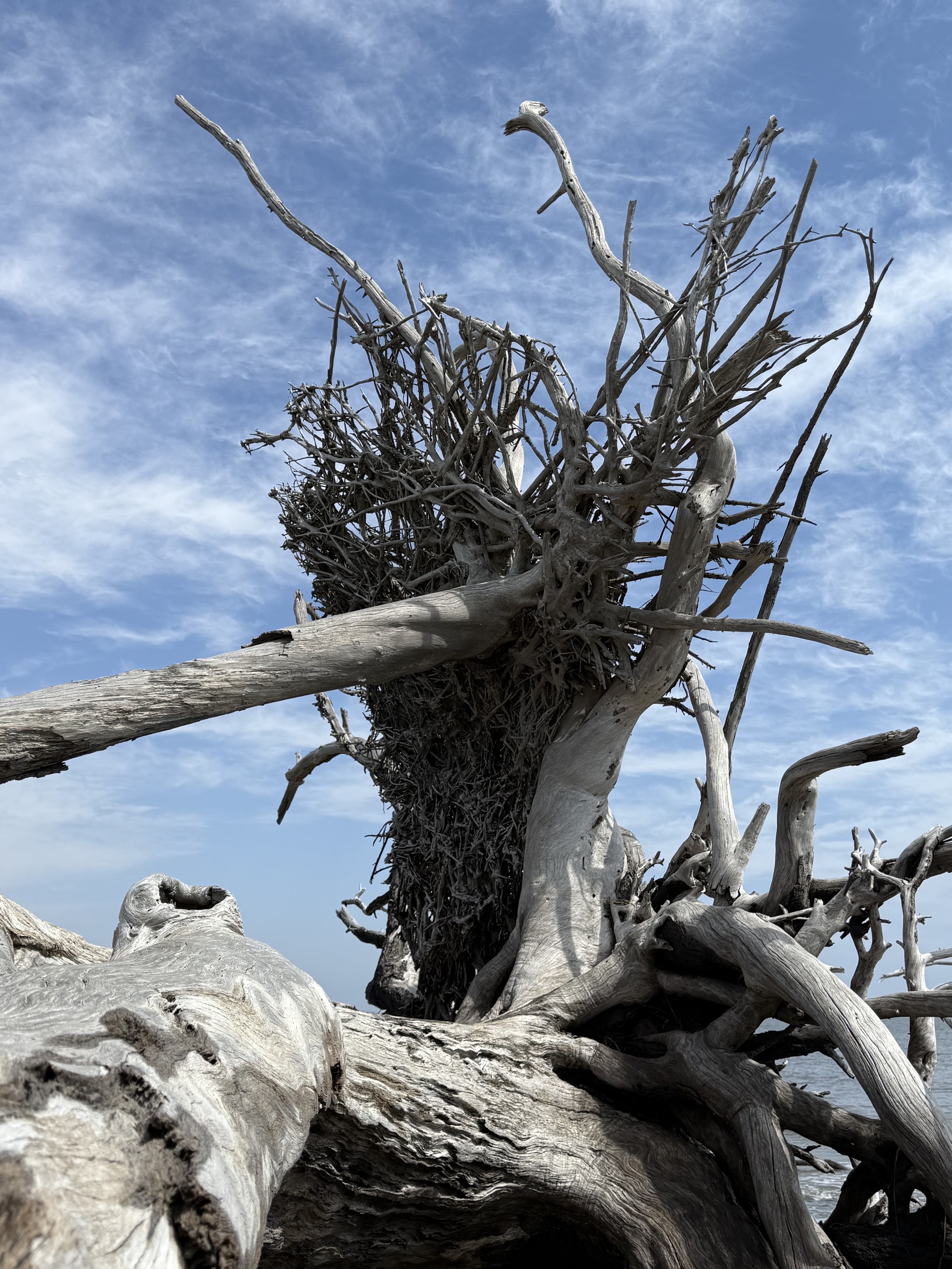 Driftwood Beach